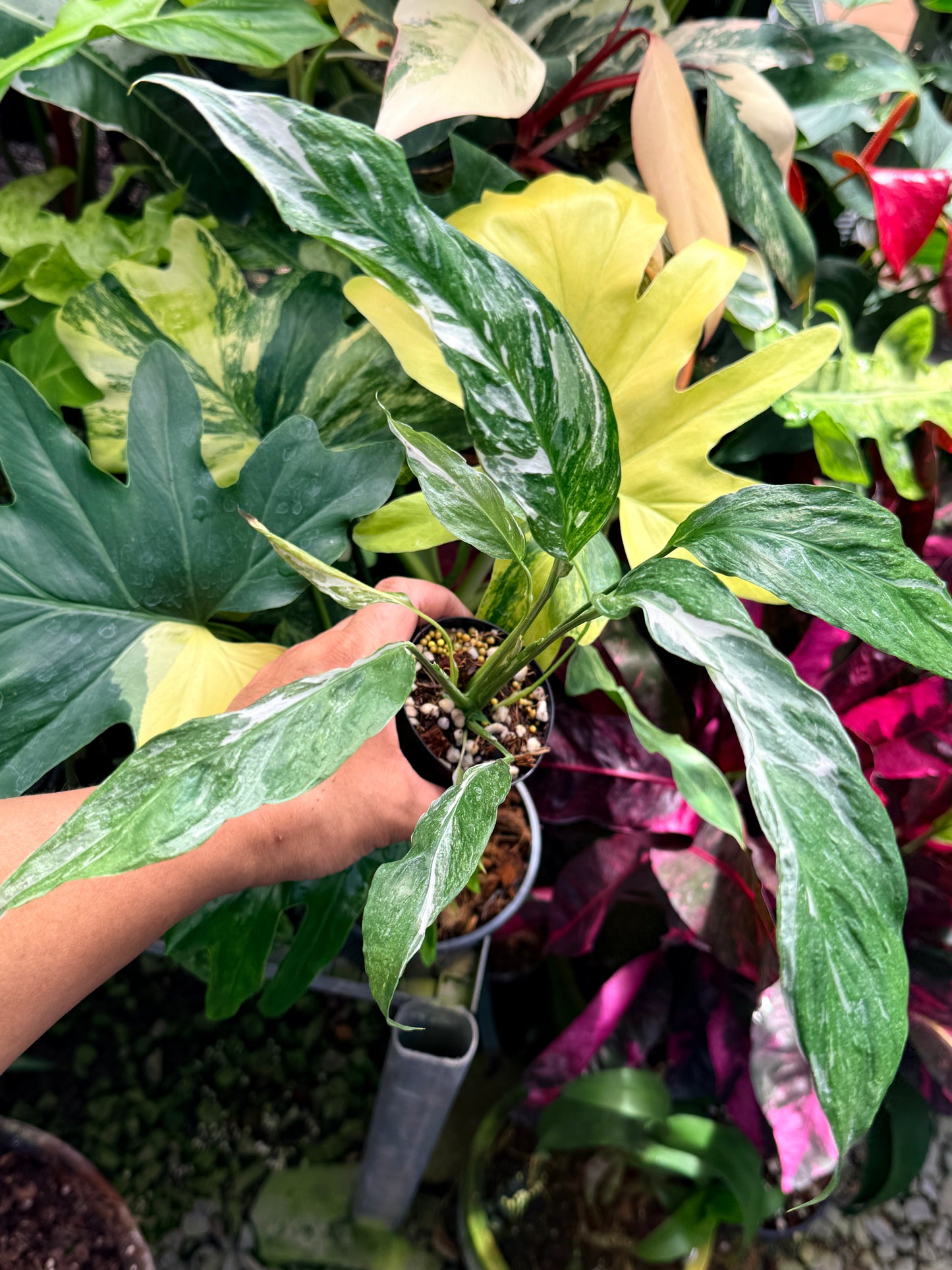 Spathiphyllum 'Variegated Peace Lily' - Narrow Form Q78