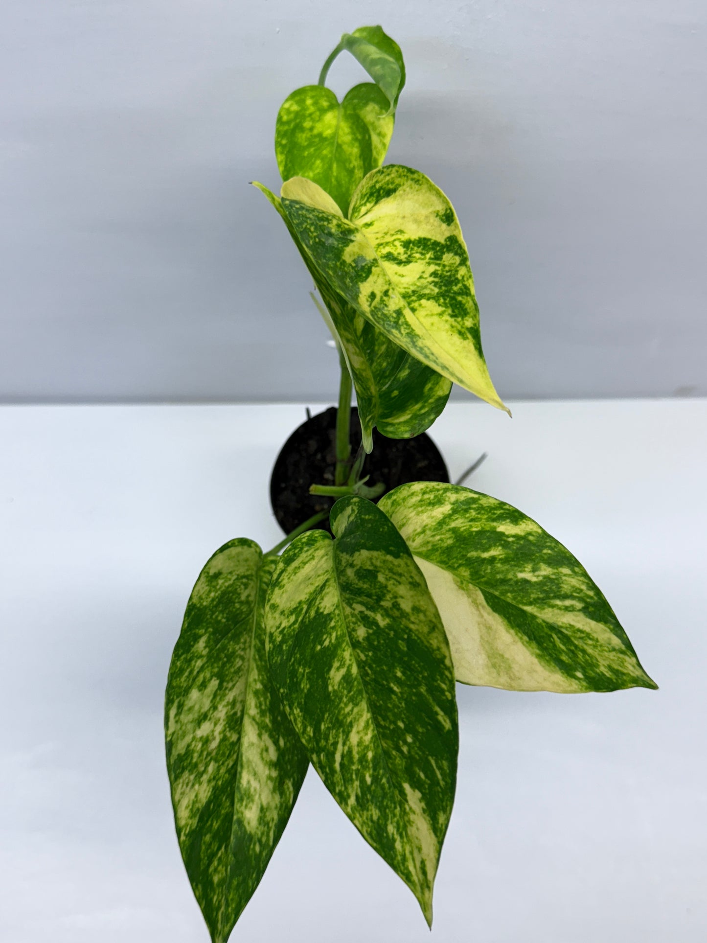 Epipremnum pinnatum Yellow Flame Q31