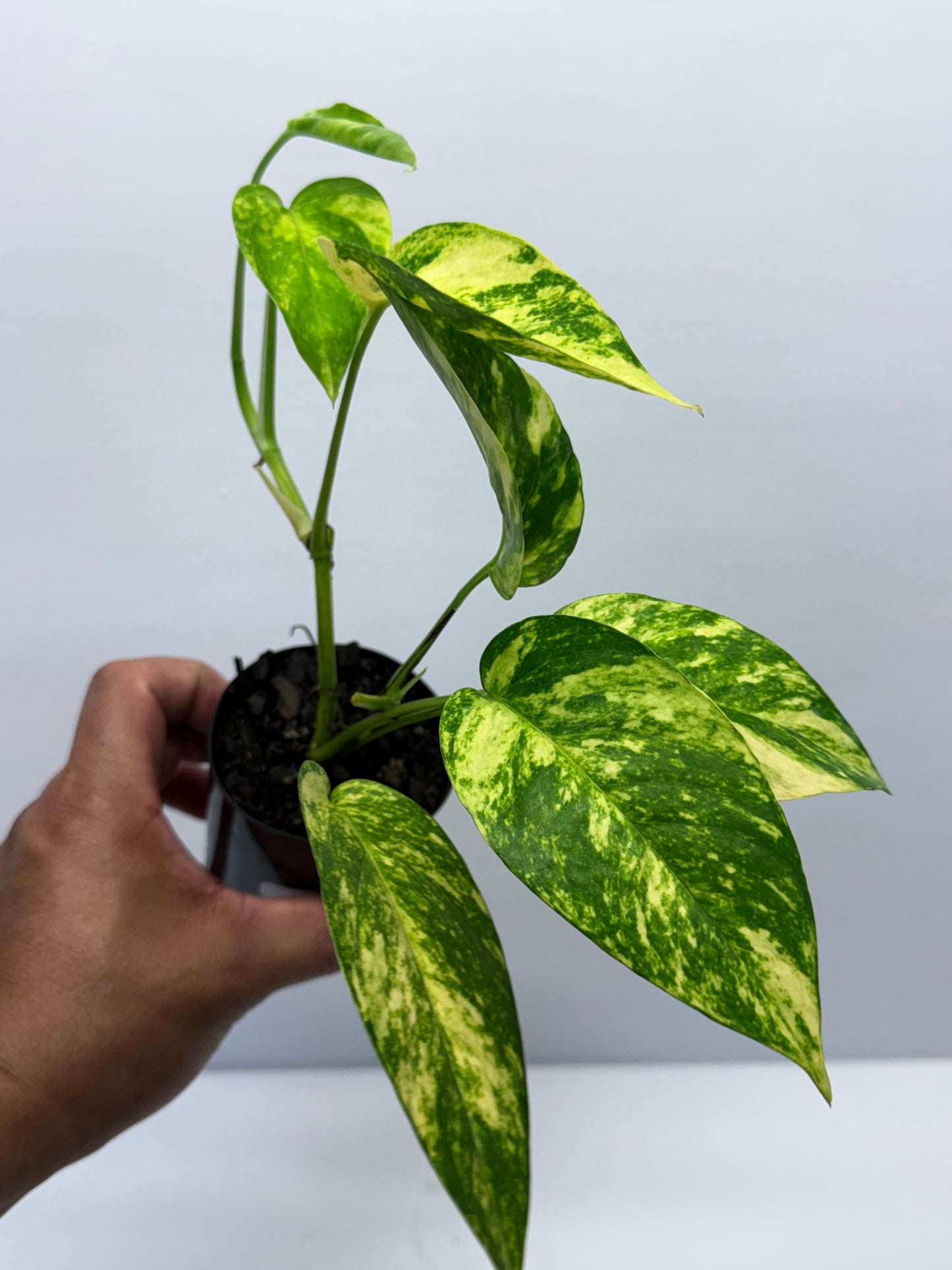 Epipremnum pinnatum Yellow Flame Q31