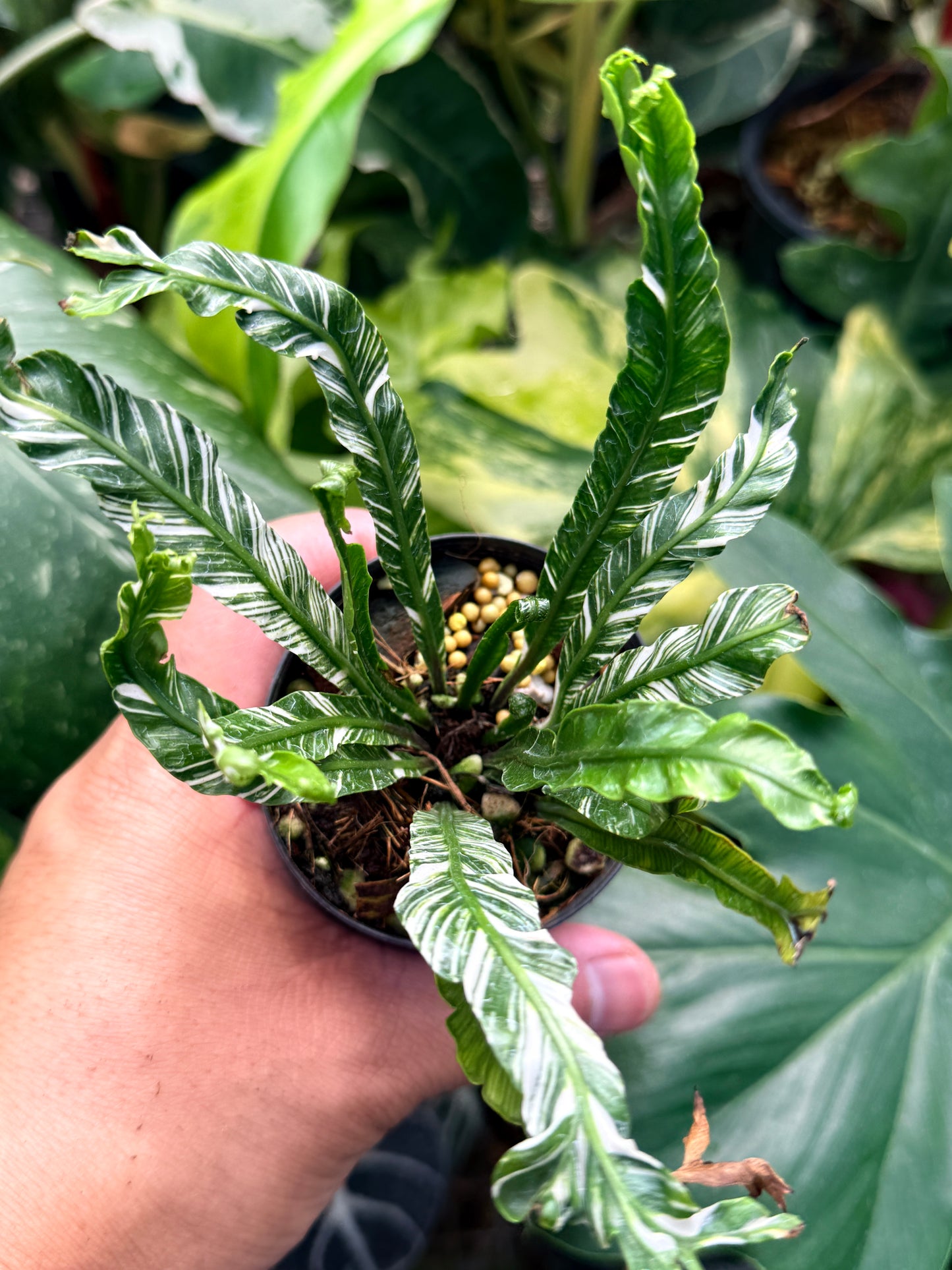 Asplenium nidus 'Variegata' Variegated Bird's Nest Fern Q77