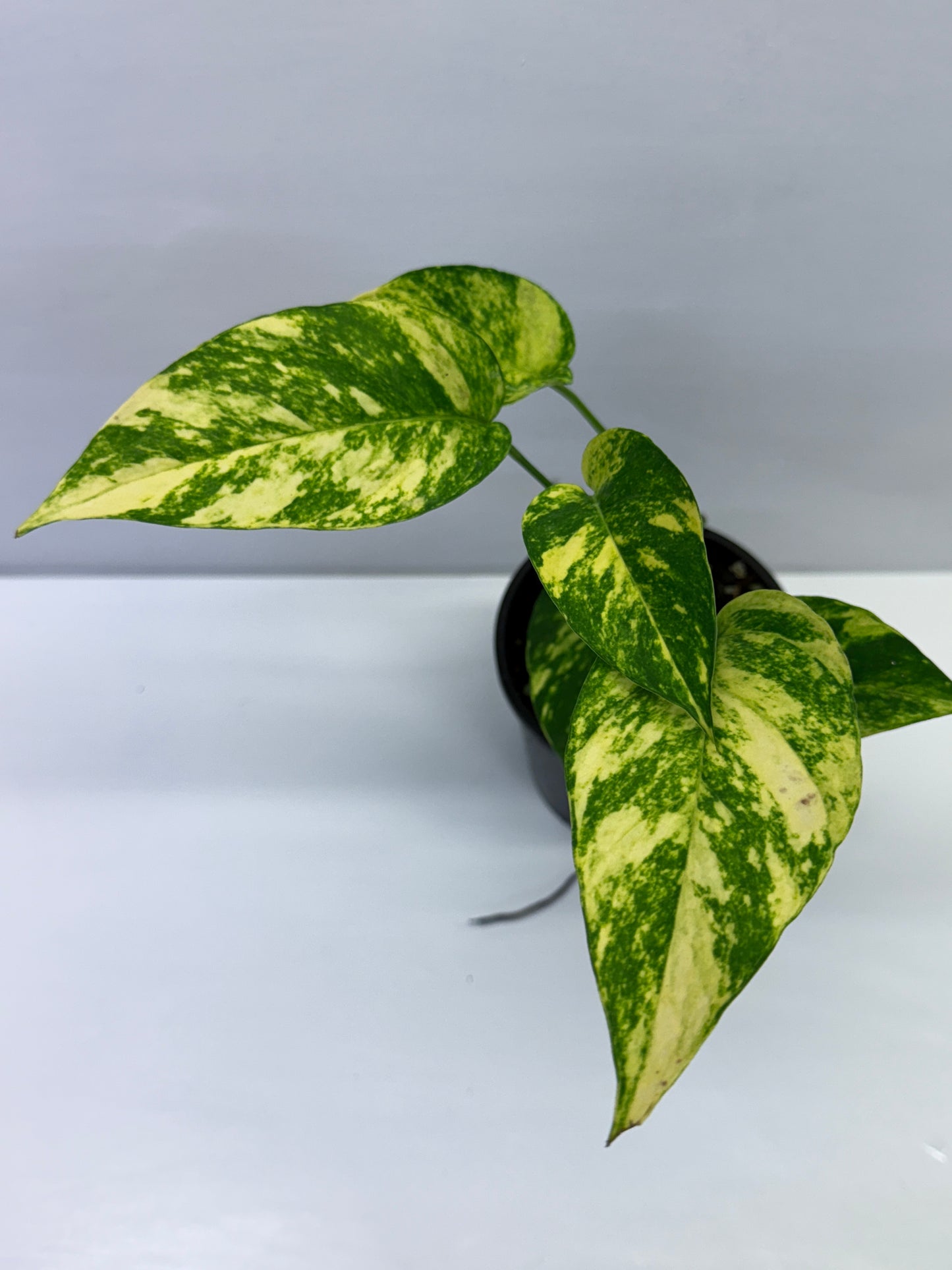 Epipremnum pinnatum Yellow Flame Q32