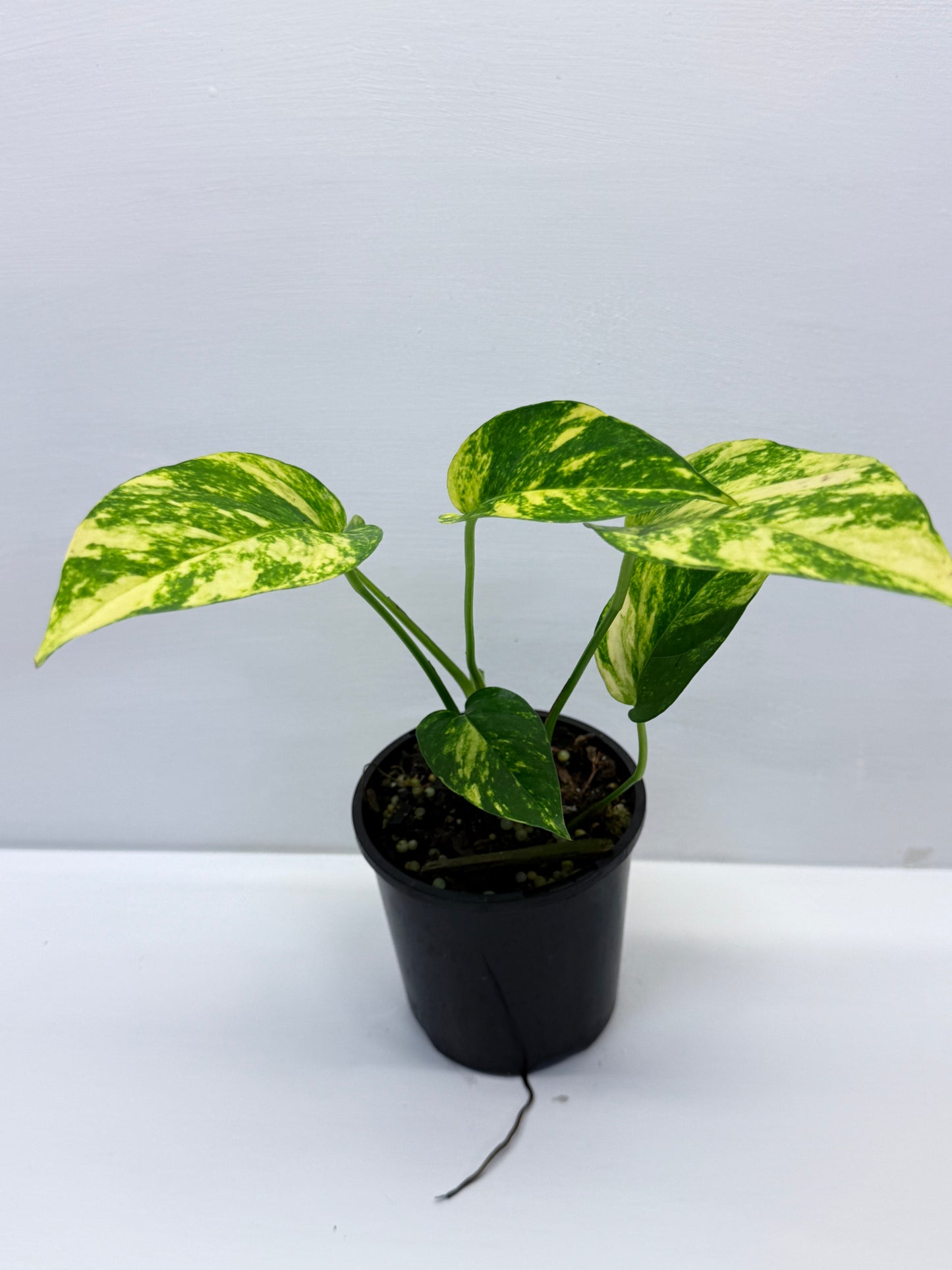 Epipremnum pinnatum Yellow Flame Q32