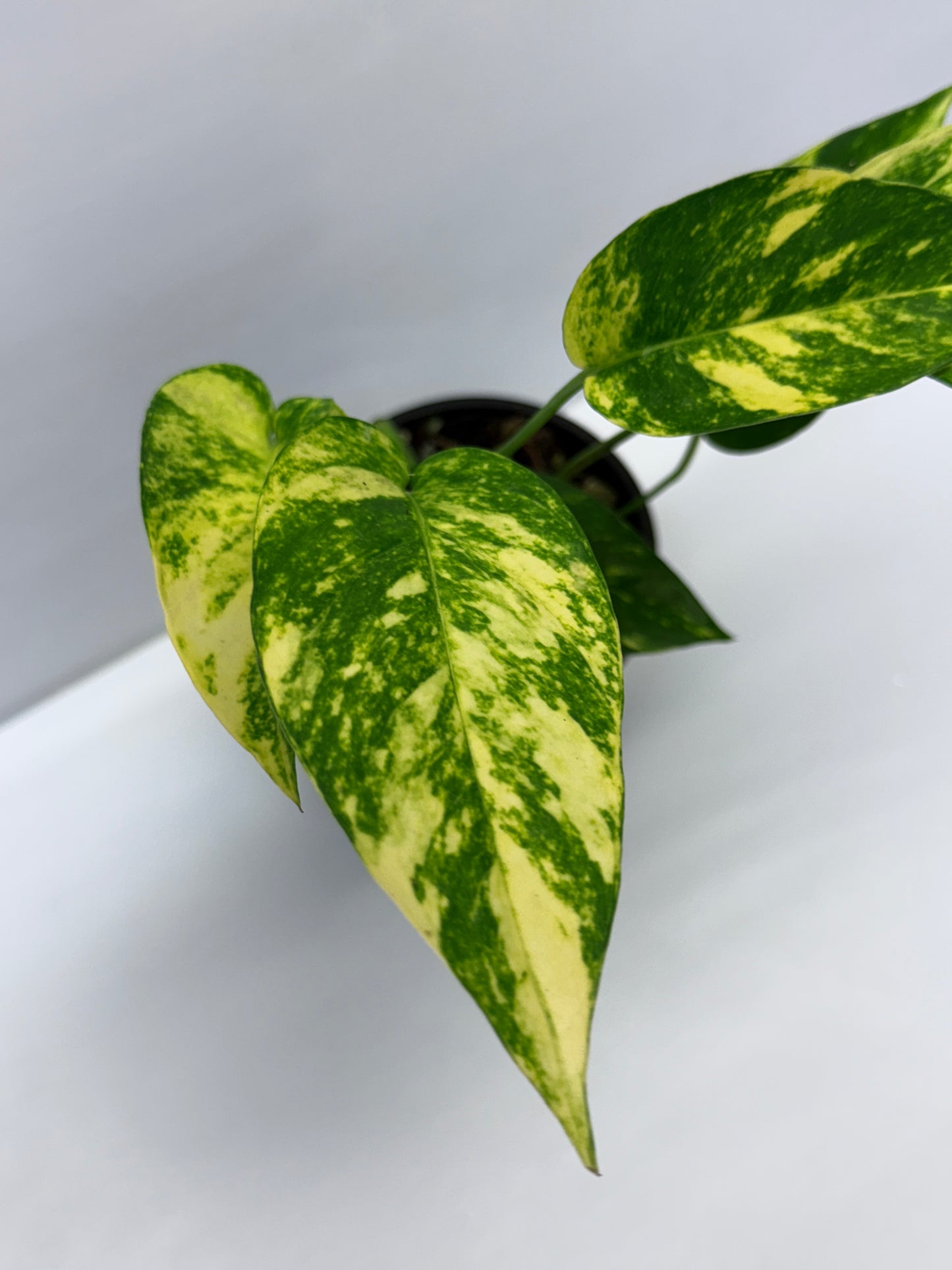 Epipremnum pinnatum Yellow Flame Q32