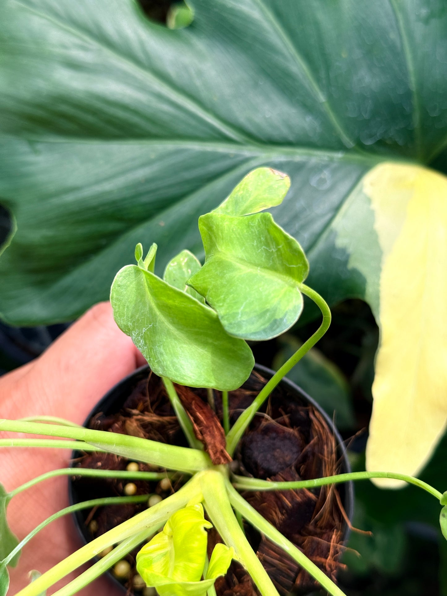 Philodendron 'Xanadu Vareigata' - Low Variegated J26