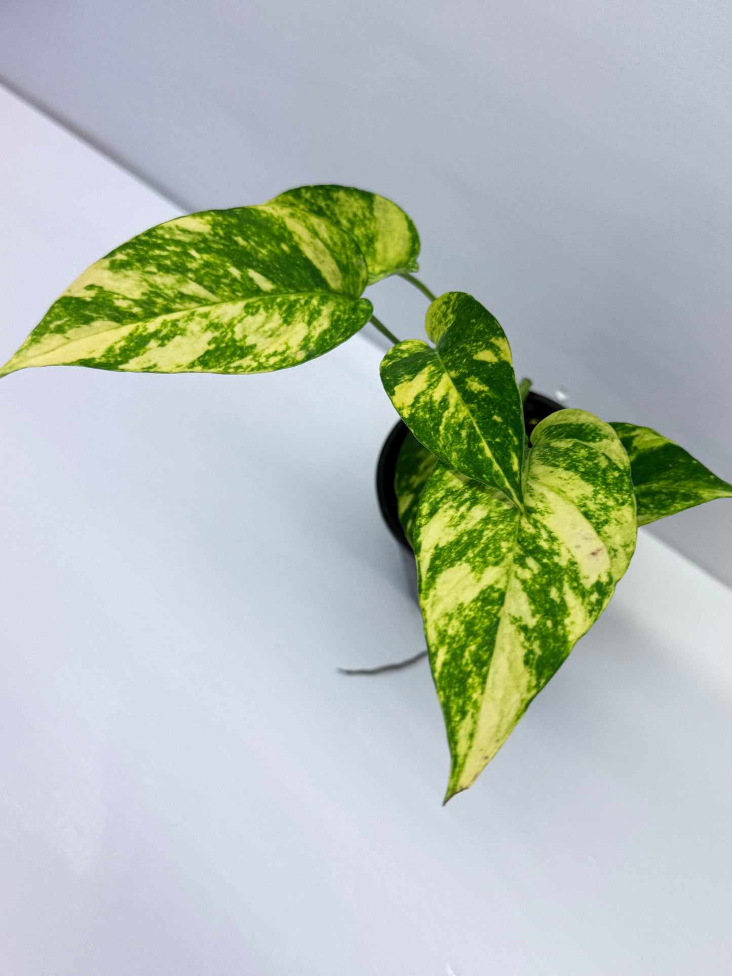Epipremnum pinnatum Yellow Flame Q32