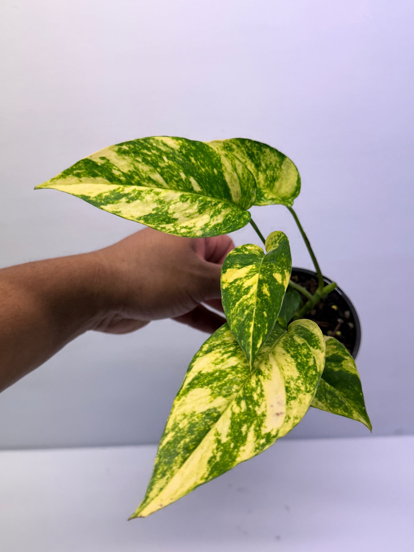Epipremnum pinnatum Yellow Flame Q32