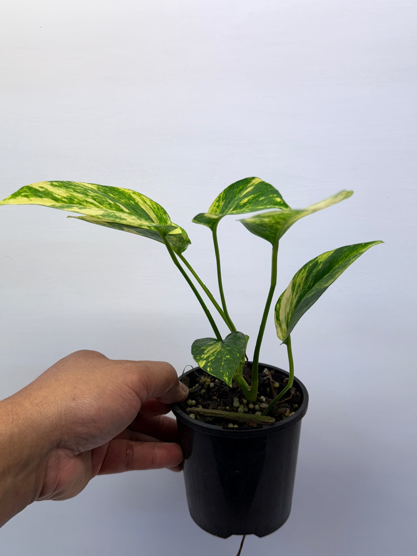 Epipremnum pinnatum Yellow Flame Q32
