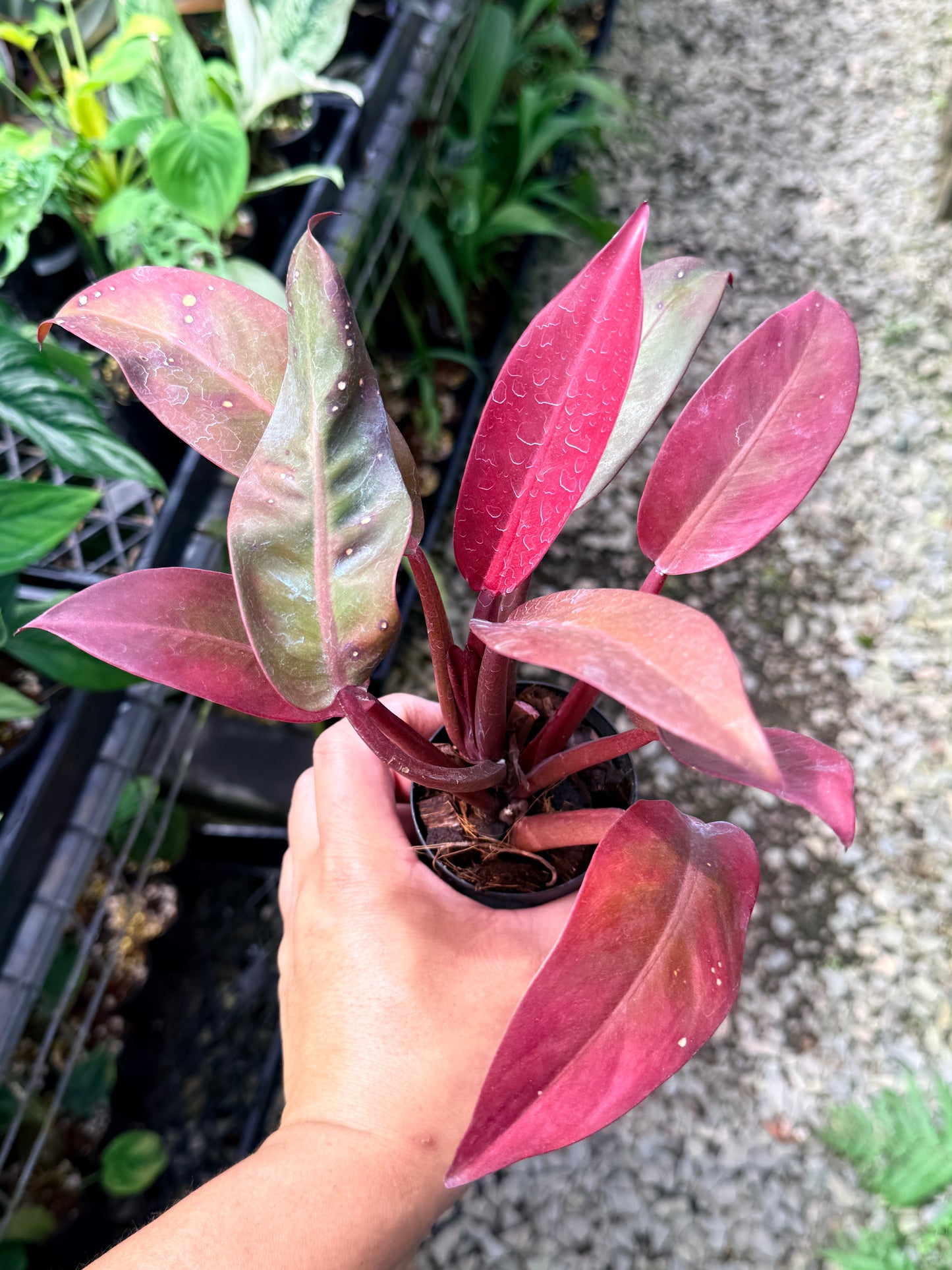 Philodendron 'Red Sun' M50