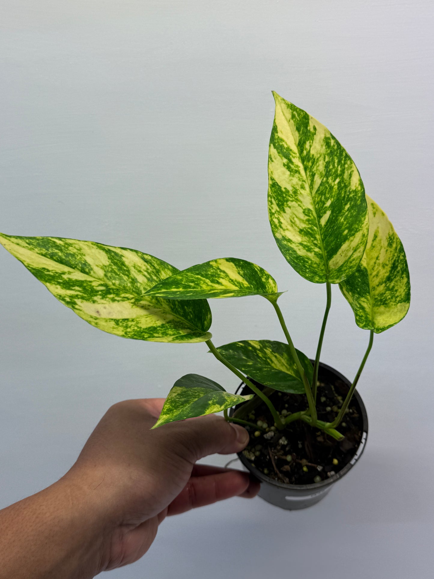 Epipremnum pinnatum Yellow Flame Q32