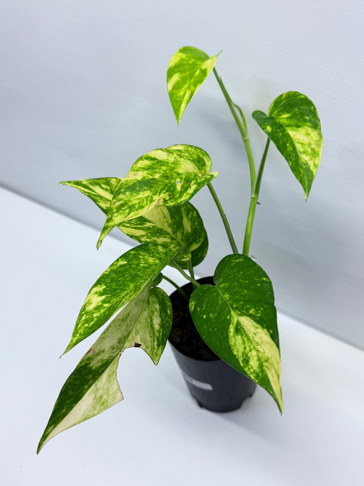 Epipremnum pinnatum Yellow Flame Q33