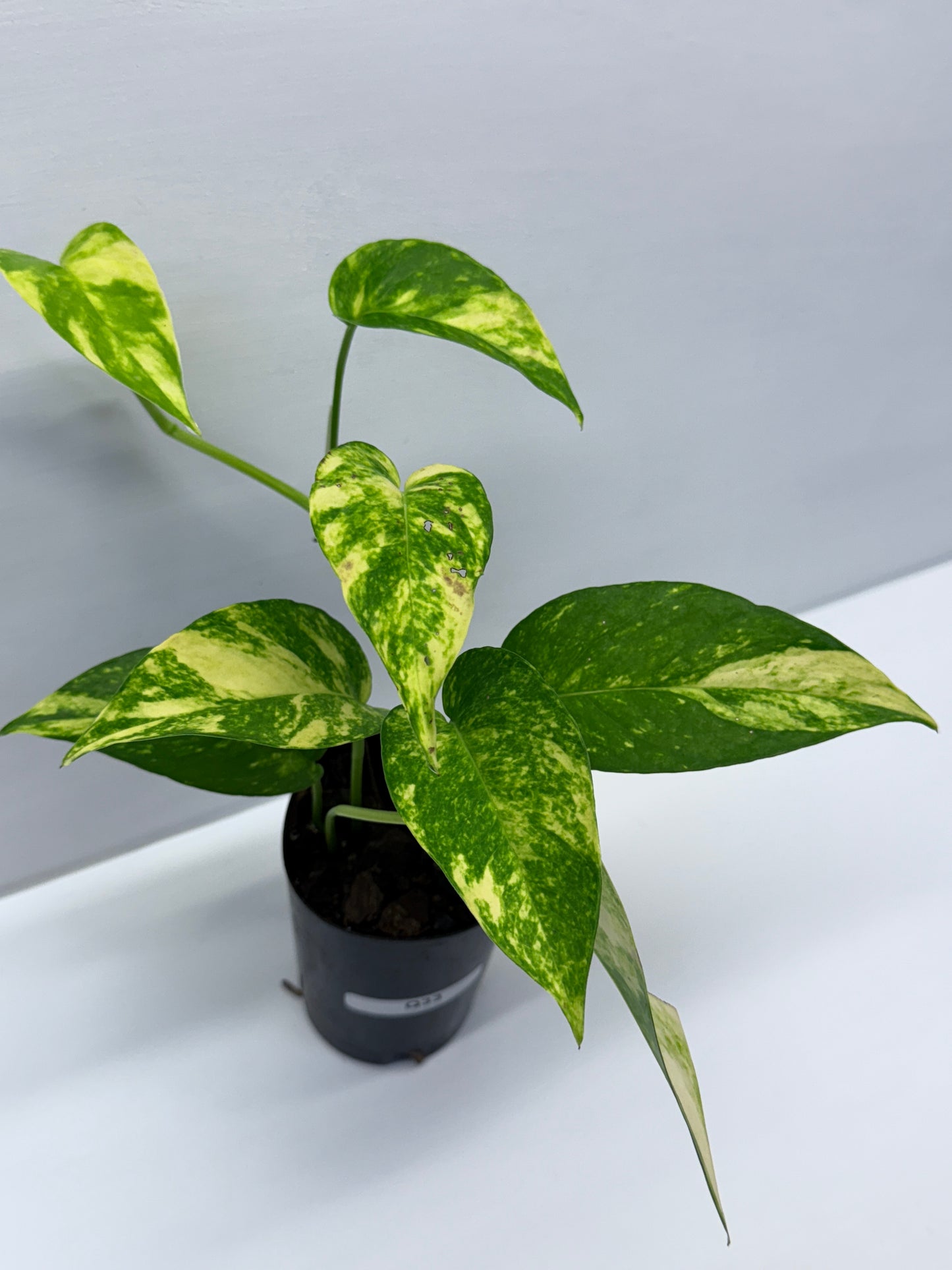 Epipremnum pinnatum Yellow Flame Q33