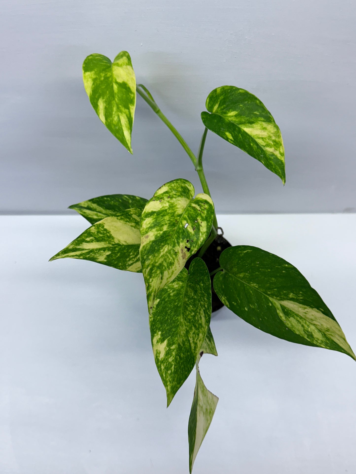 Epipremnum pinnatum Yellow Flame Q33