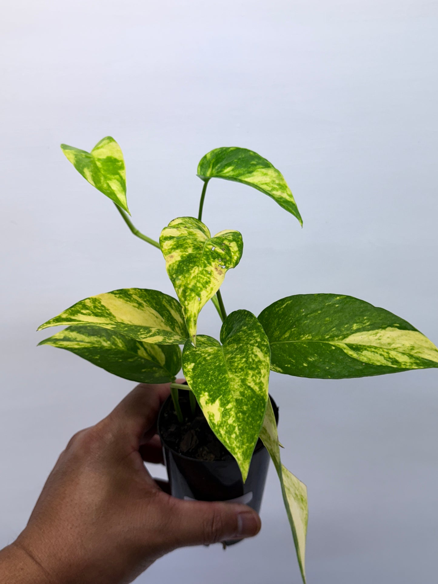 Epipremnum pinnatum Yellow Flame Q33
