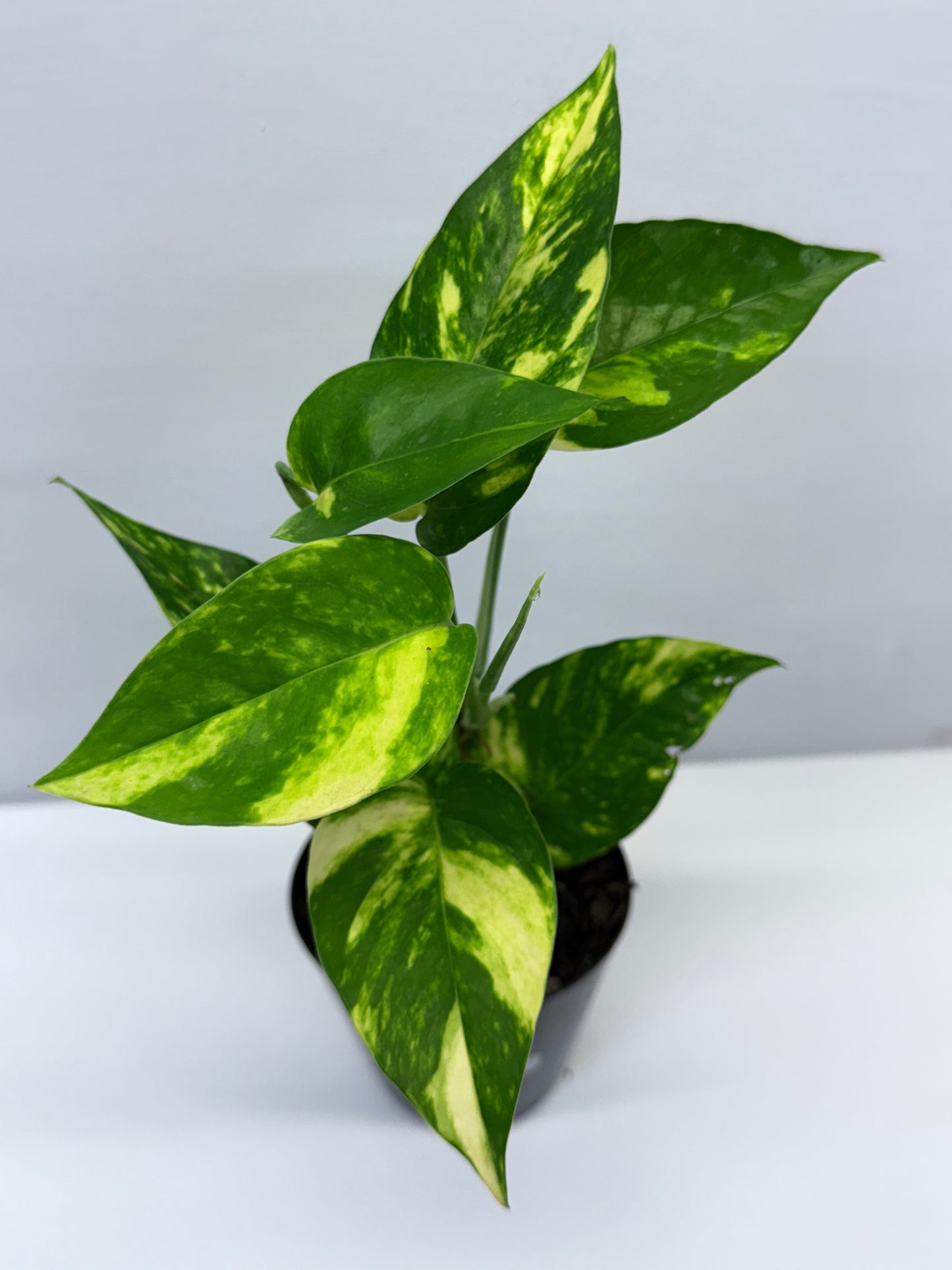 Epipremnum pinnatum Yellow Flame Q34