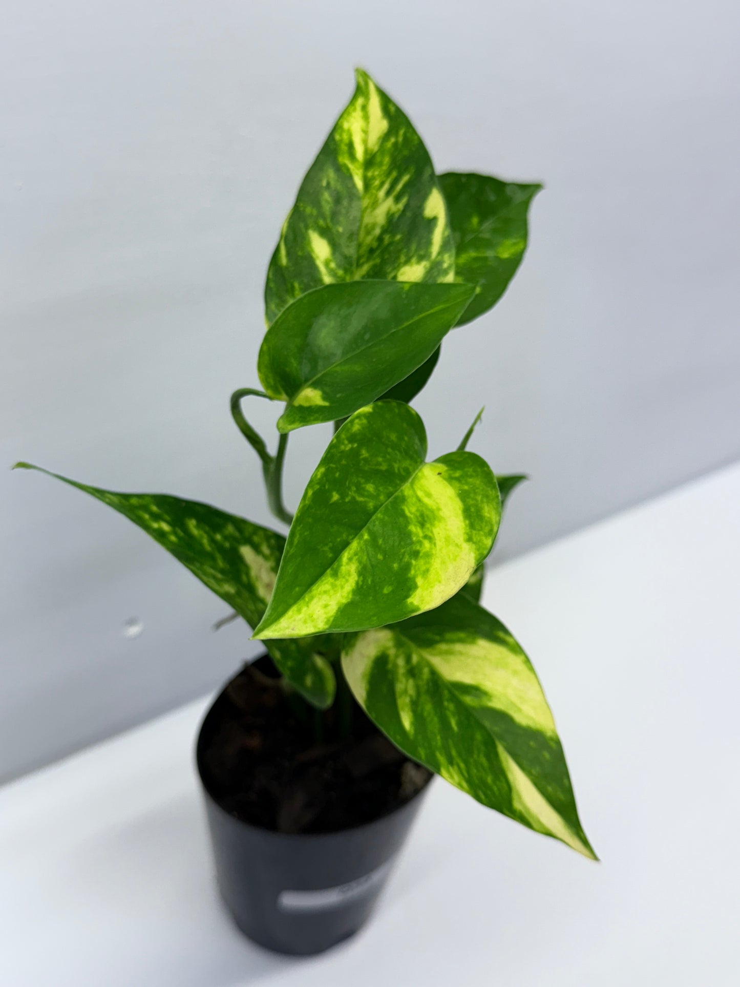 Epipremnum pinnatum Yellow Flame Q34