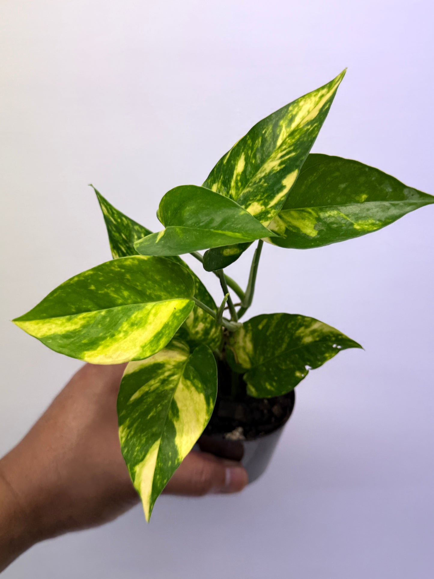 Epipremnum pinnatum Yellow Flame Q34