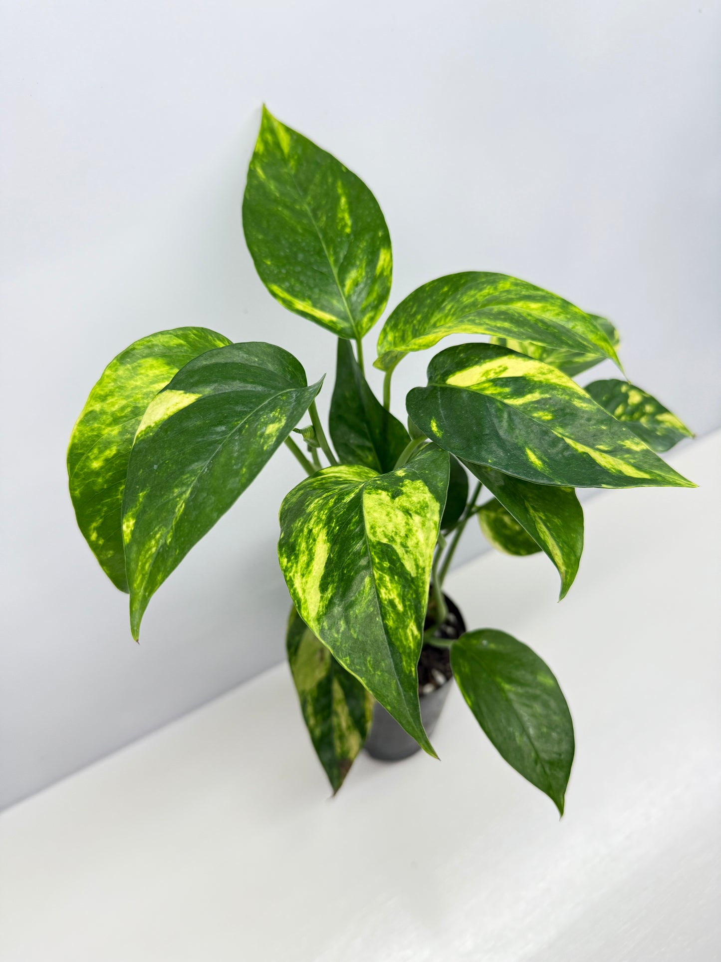 Epipremnum pinnatum Yellow Flame (Double Planted) - Best Pick of the Crop!
