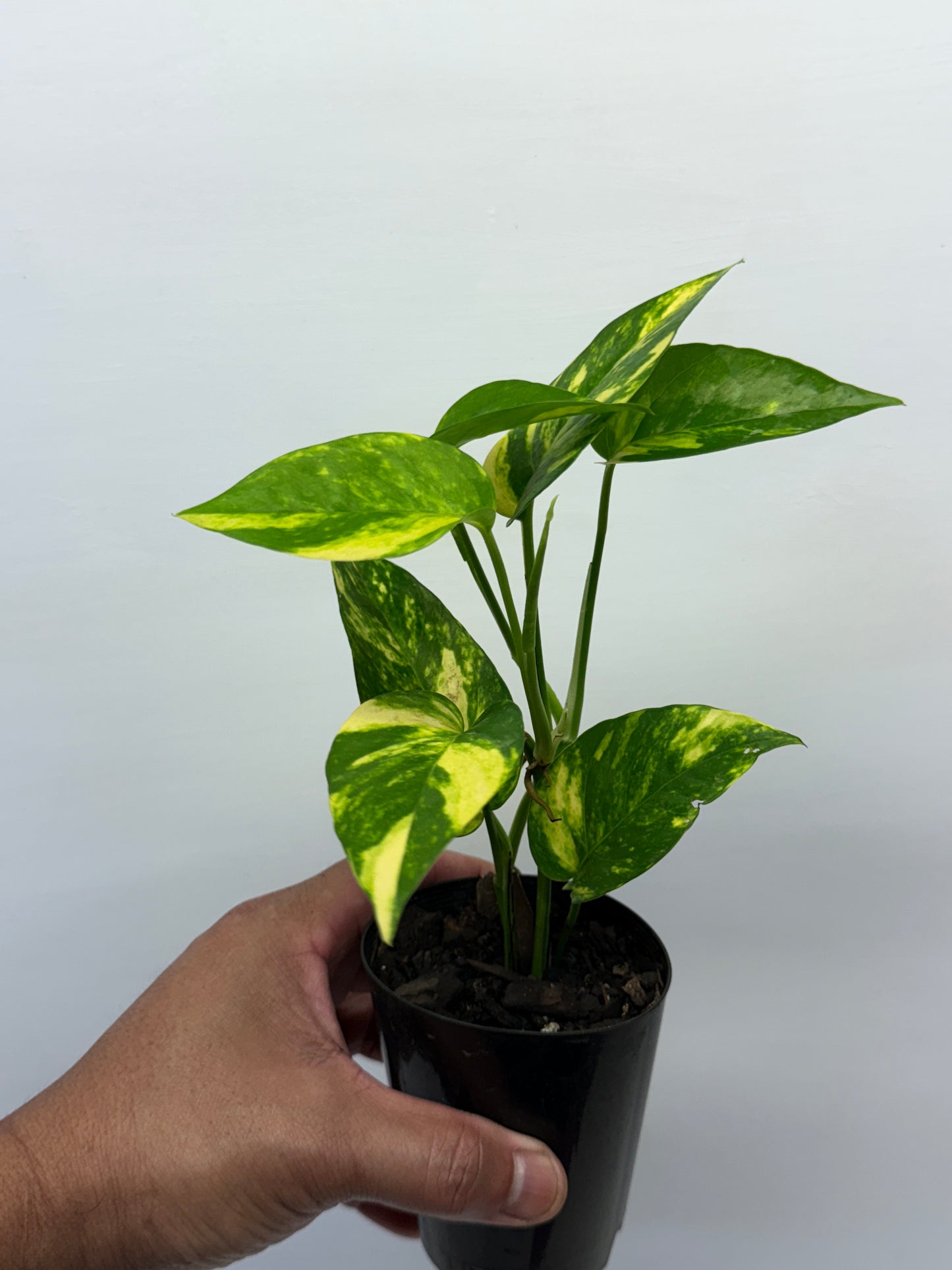 Epipremnum pinnatum Yellow Flame Q34