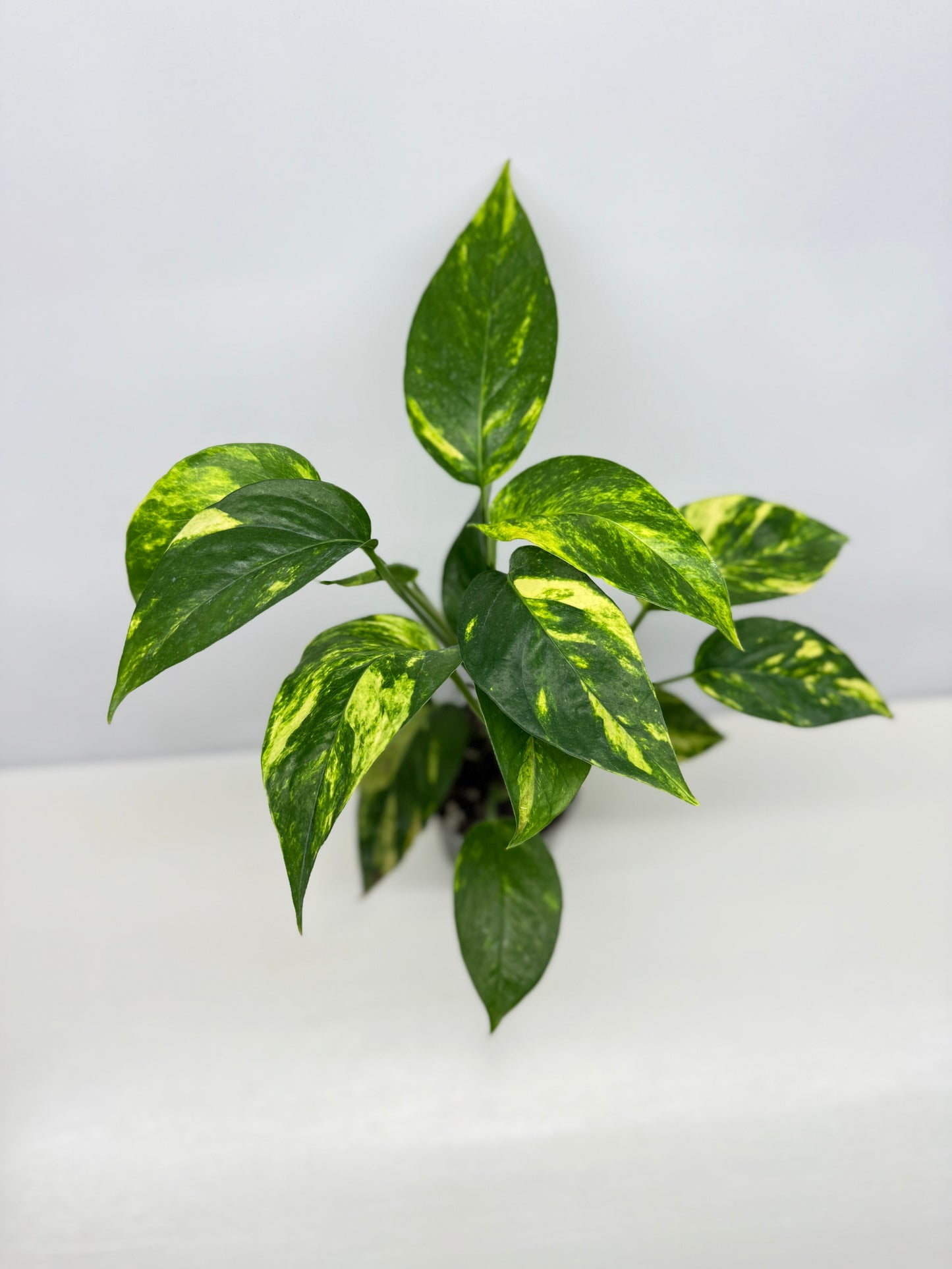 Epipremnum pinnatum Yellow Flame (Double Planted) - Best Pick of the Crop!