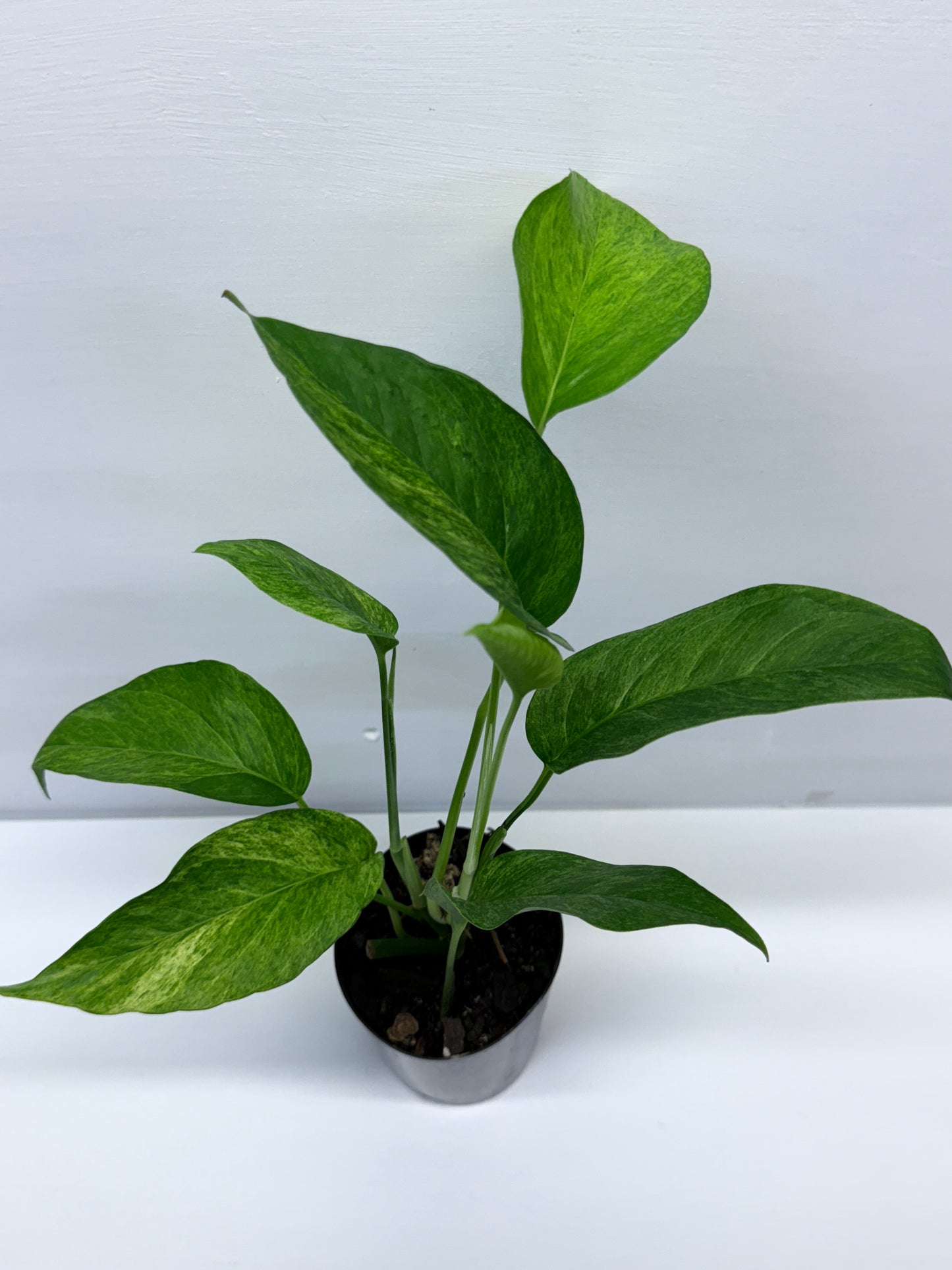 Epipremnum pinnatum 'Mint' Variegata Q35