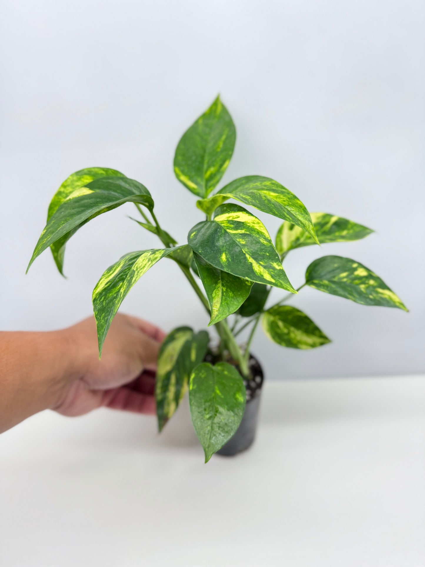 Epipremnum pinnatum Yellow Flame (Double Planted) - Best Pick of the Crop!