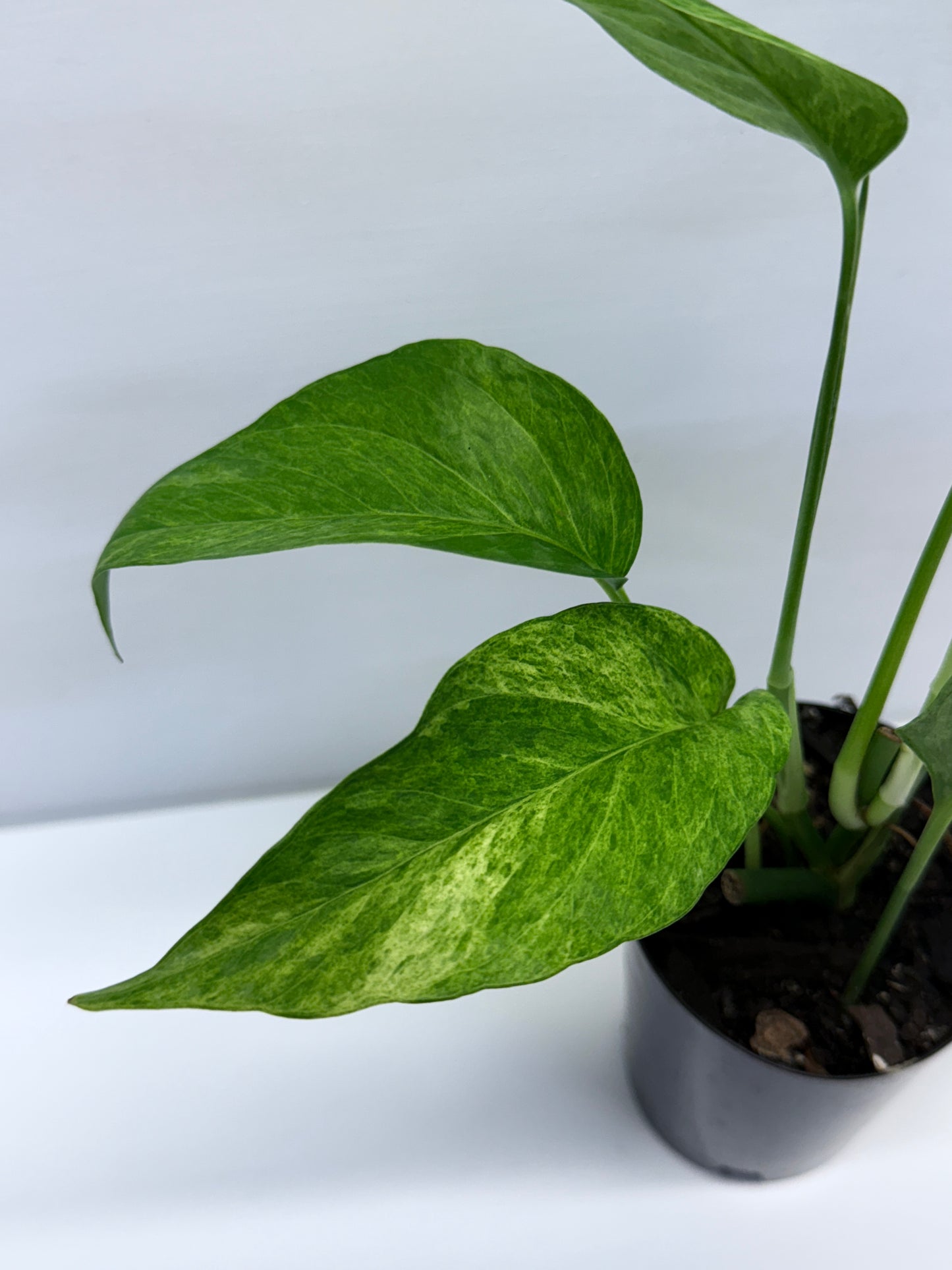 Epipremnum pinnatum 'Mint' Variegata Q35