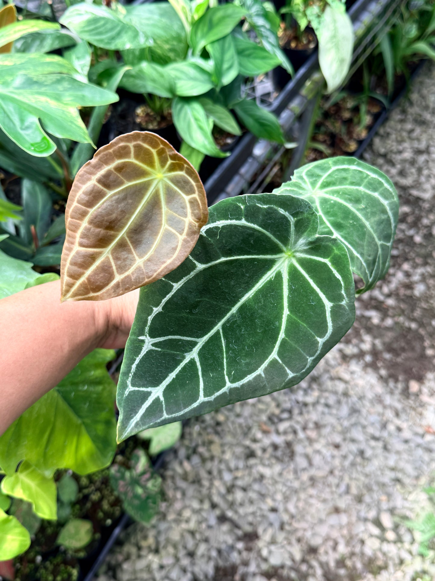 Anthurium 'Forgetii' Q84