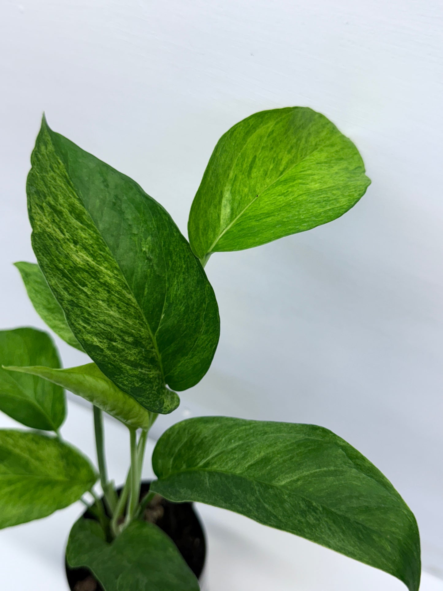 Epipremnum pinnatum 'Mint' Variegata Q35