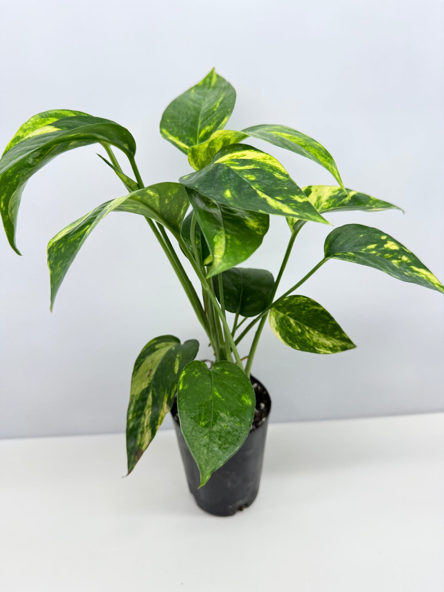 Epipremnum pinnatum Yellow Flame (Double Planted) - Best Pick of the Crop!