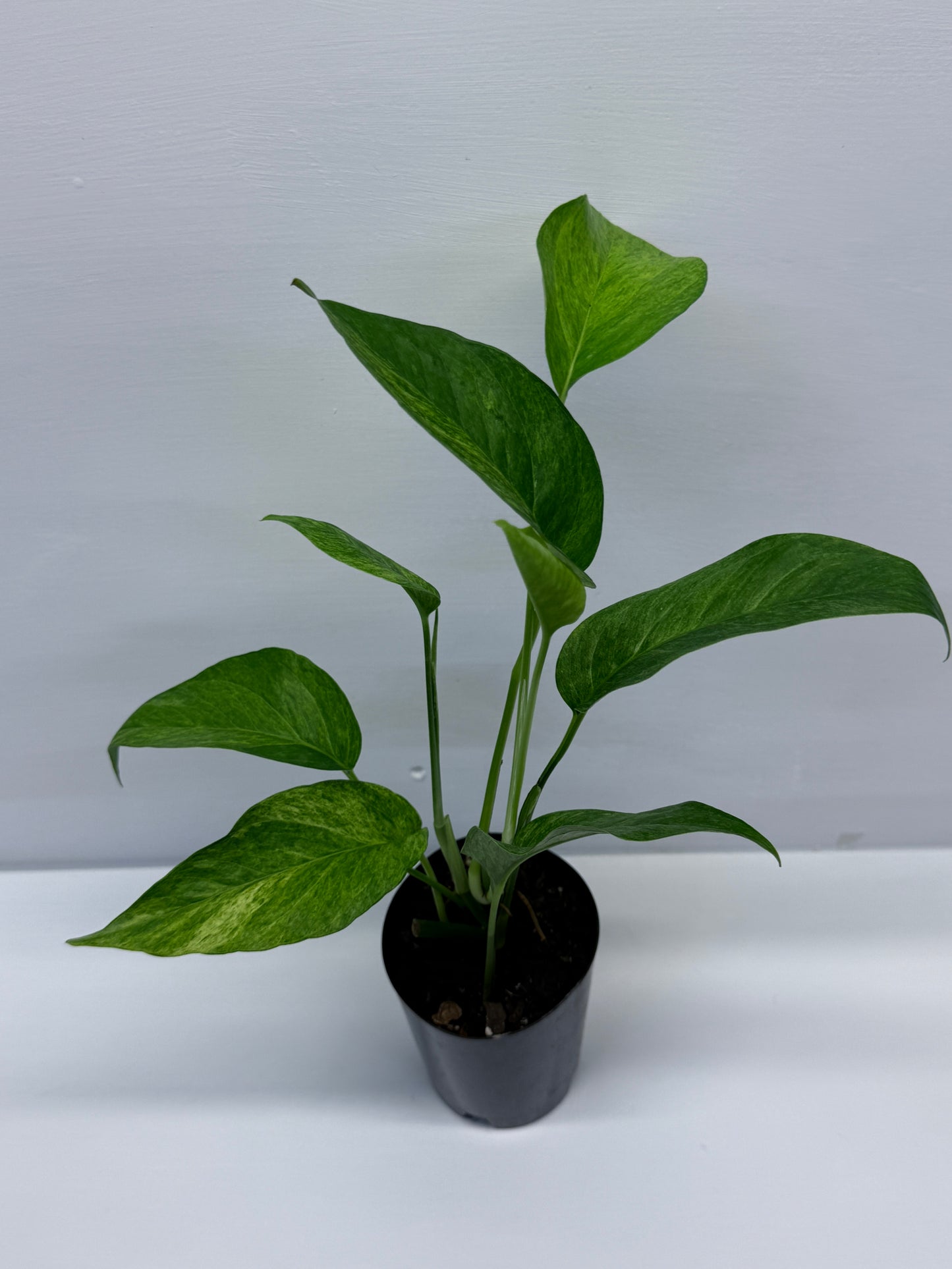 Epipremnum pinnatum 'Mint' Variegata Q35