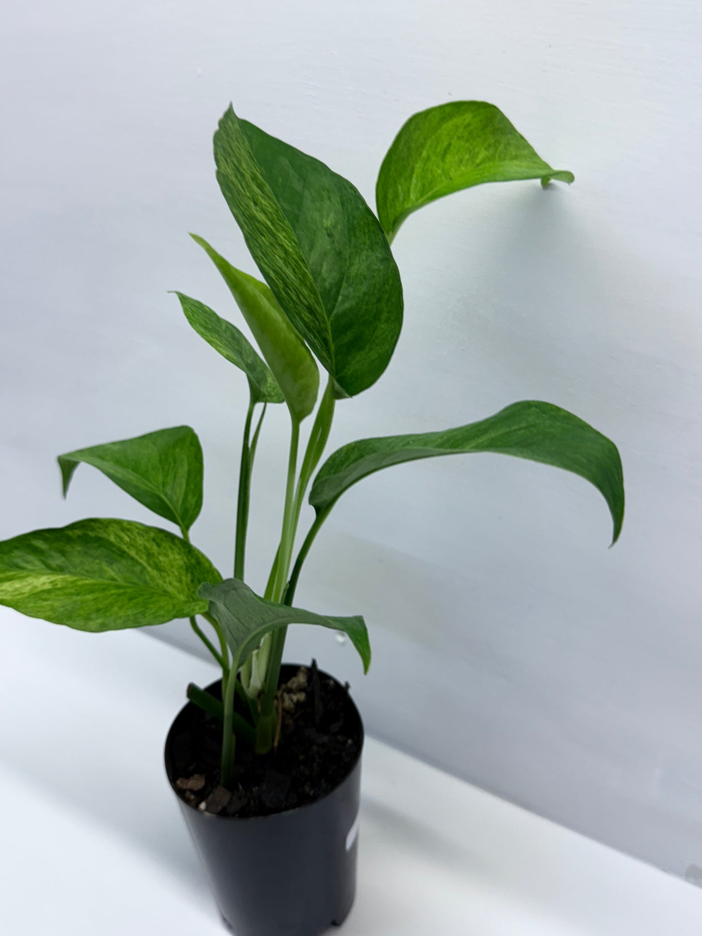 Epipremnum pinnatum 'Mint' Variegata Q35