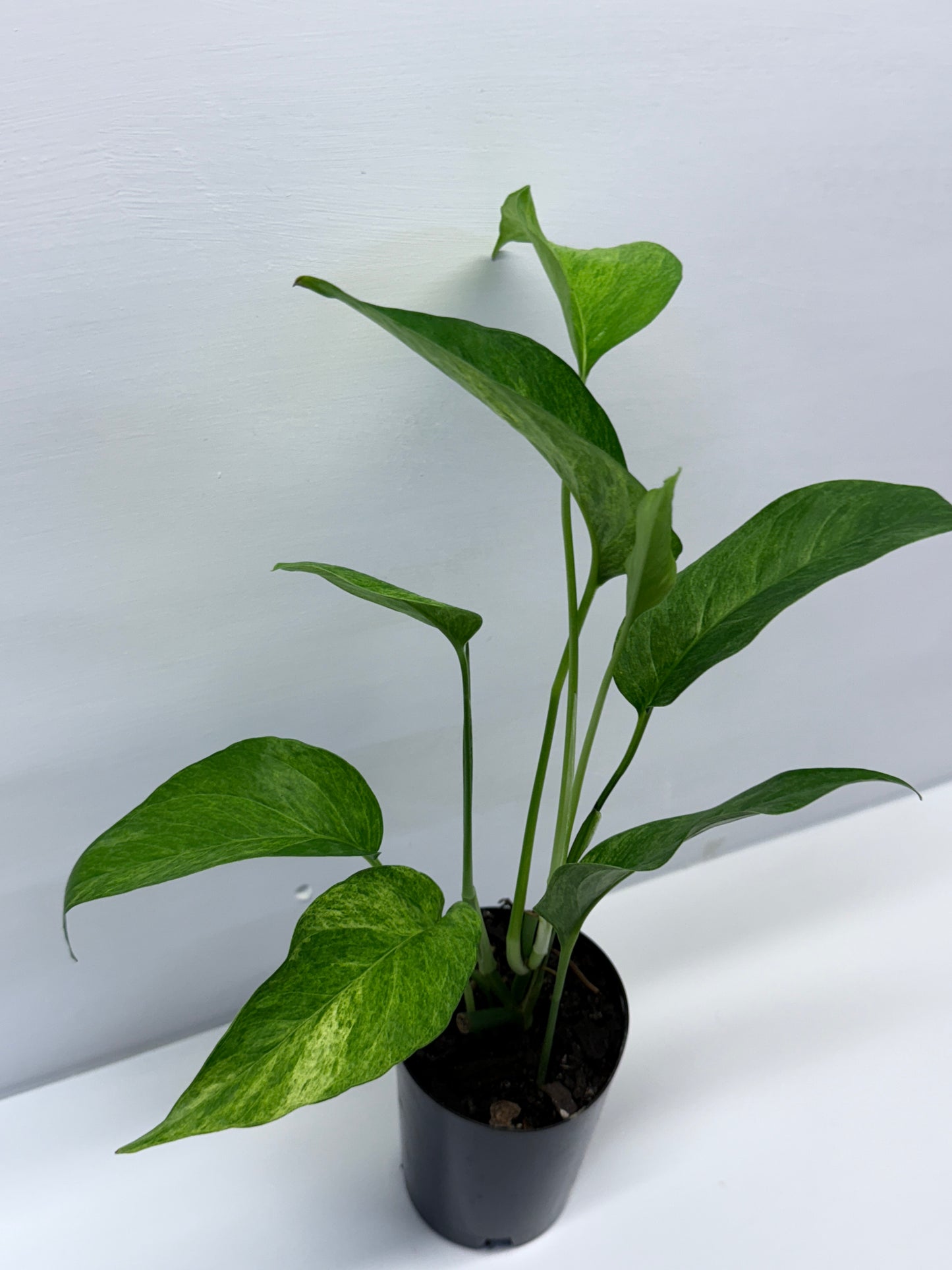 Epipremnum pinnatum 'Mint' Variegata Q35