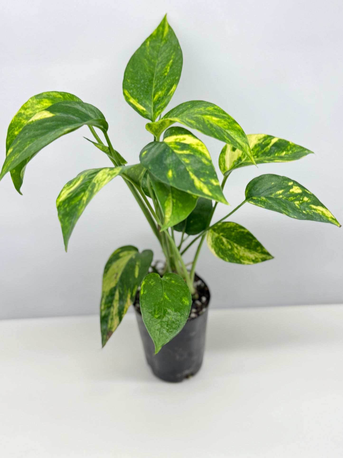 Epipremnum pinnatum Yellow Flame (Double Planted) - Best Pick of the Crop!