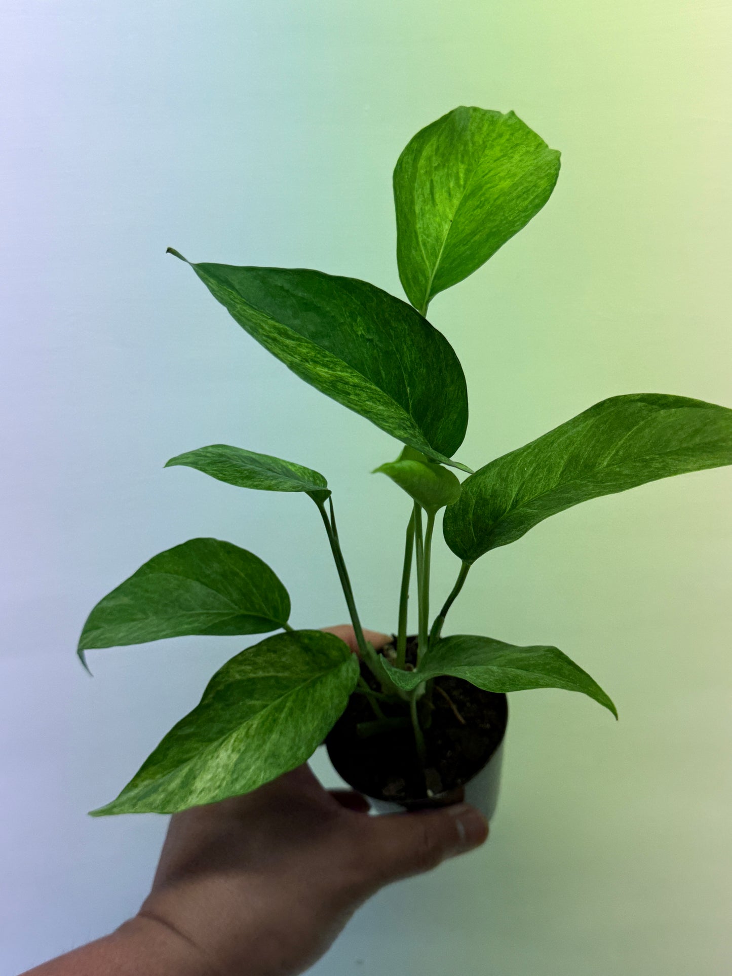 Epipremnum pinnatum 'Mint' Variegata Q35