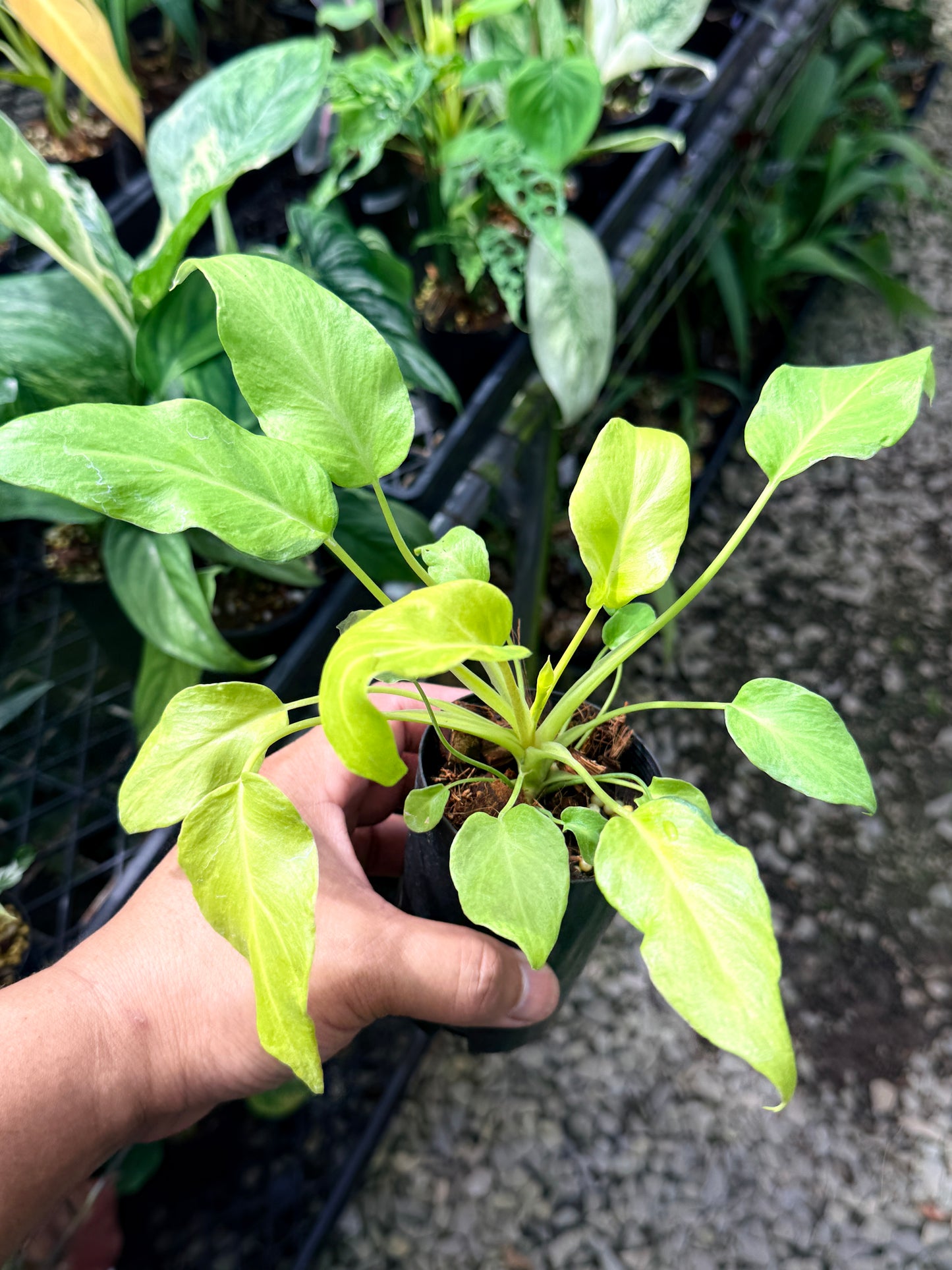 Philodendron 'Xanadu Vareigata' - Low Variegated Q76
