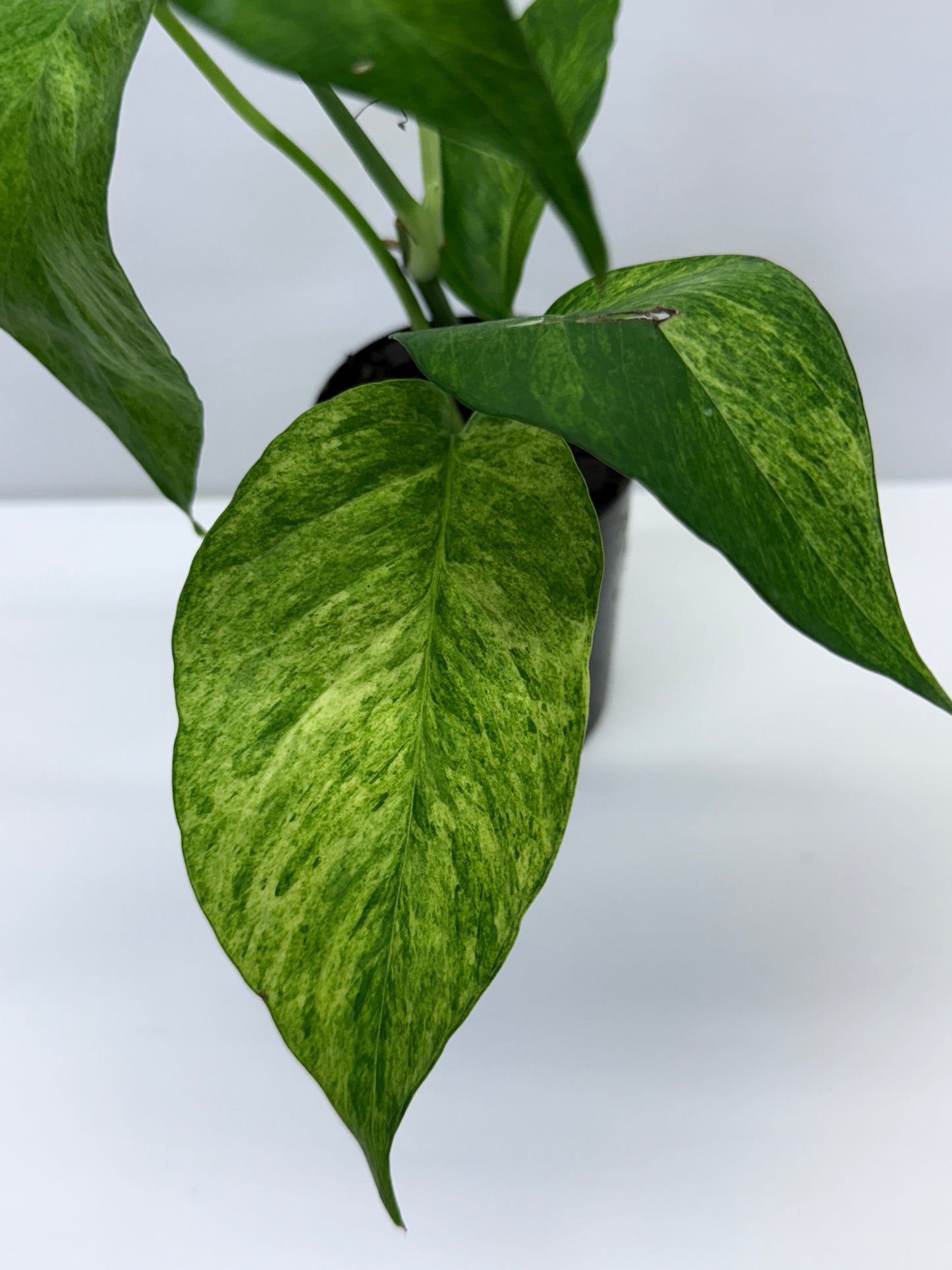 Epipremnum pinnatum 'Mint' Variegata Q36