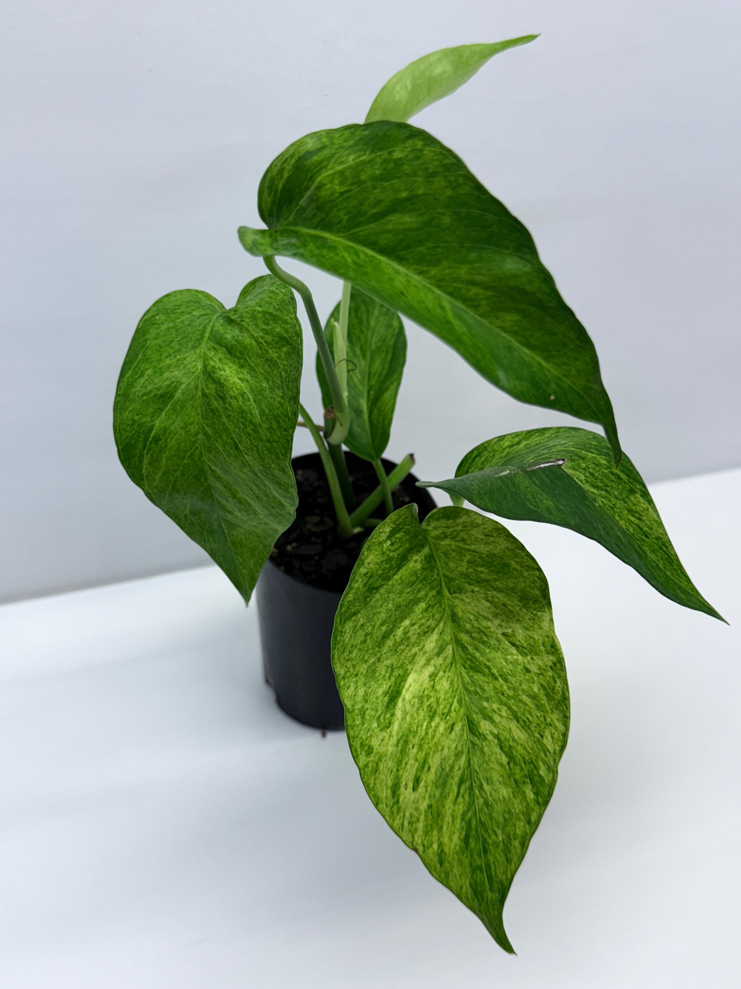 Epipremnum pinnatum 'Mint' Variegata Q36