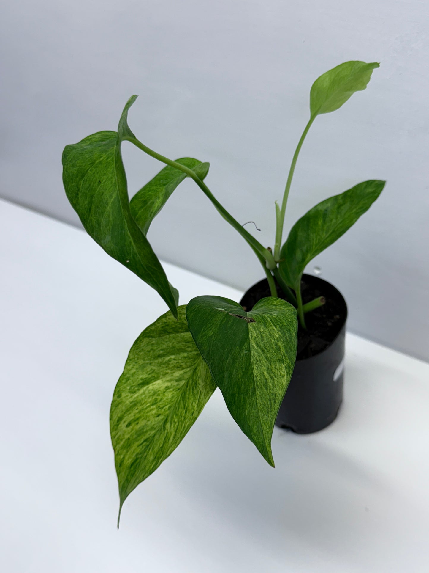 Epipremnum pinnatum 'Mint' Variegata Q36