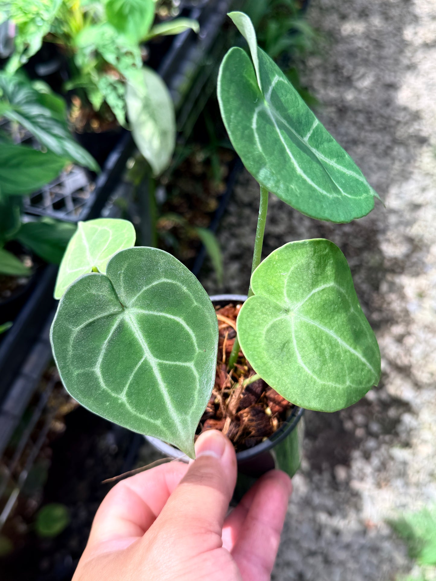 Anthurium Clarinervium Q73