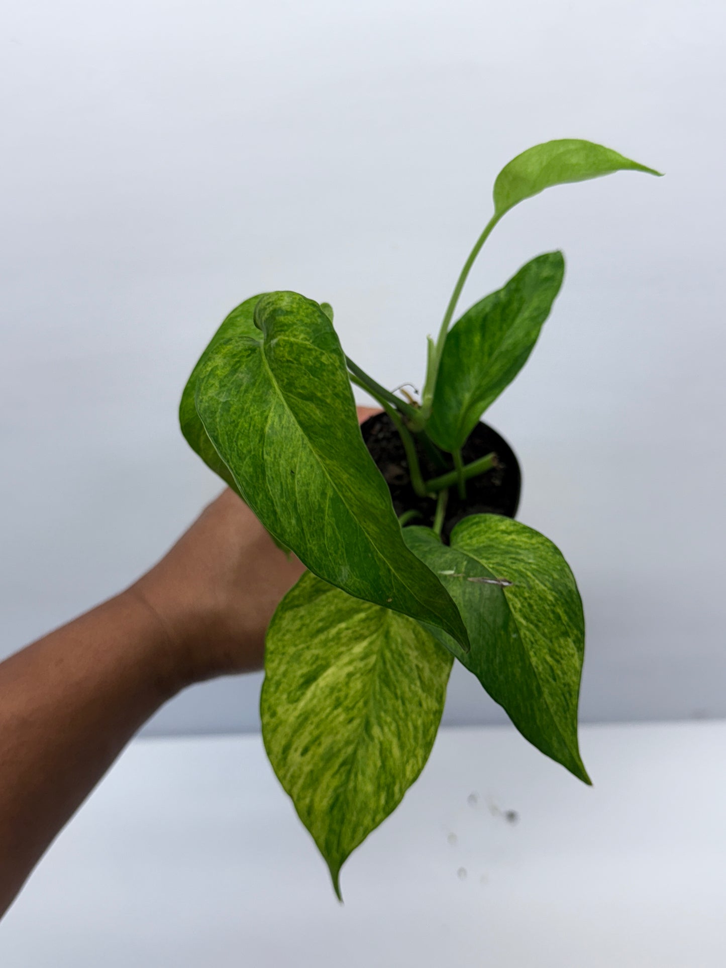 Epipremnum pinnatum 'Mint' Variegata Q36