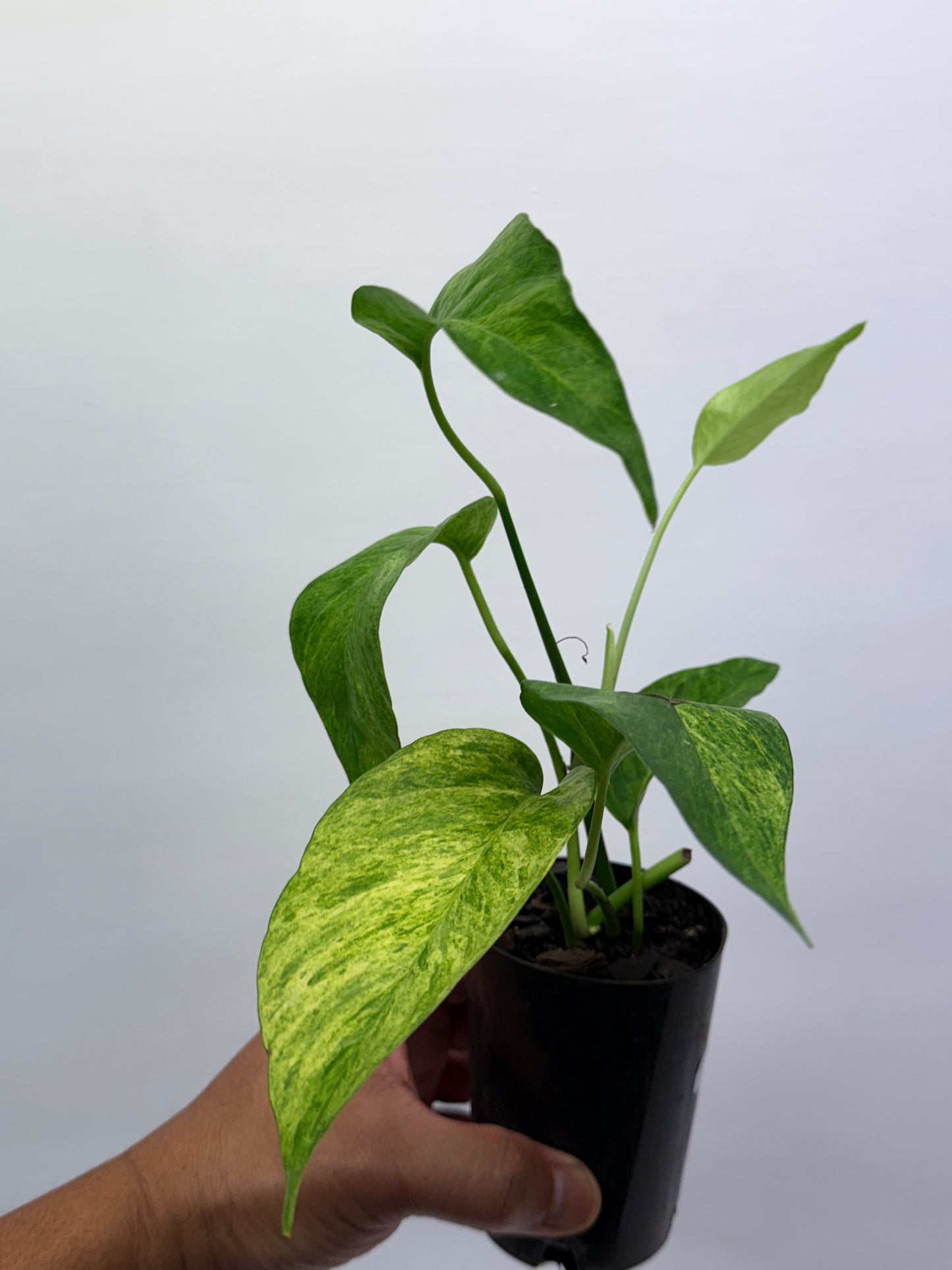 Epipremnum pinnatum 'Mint' Variegata Q36