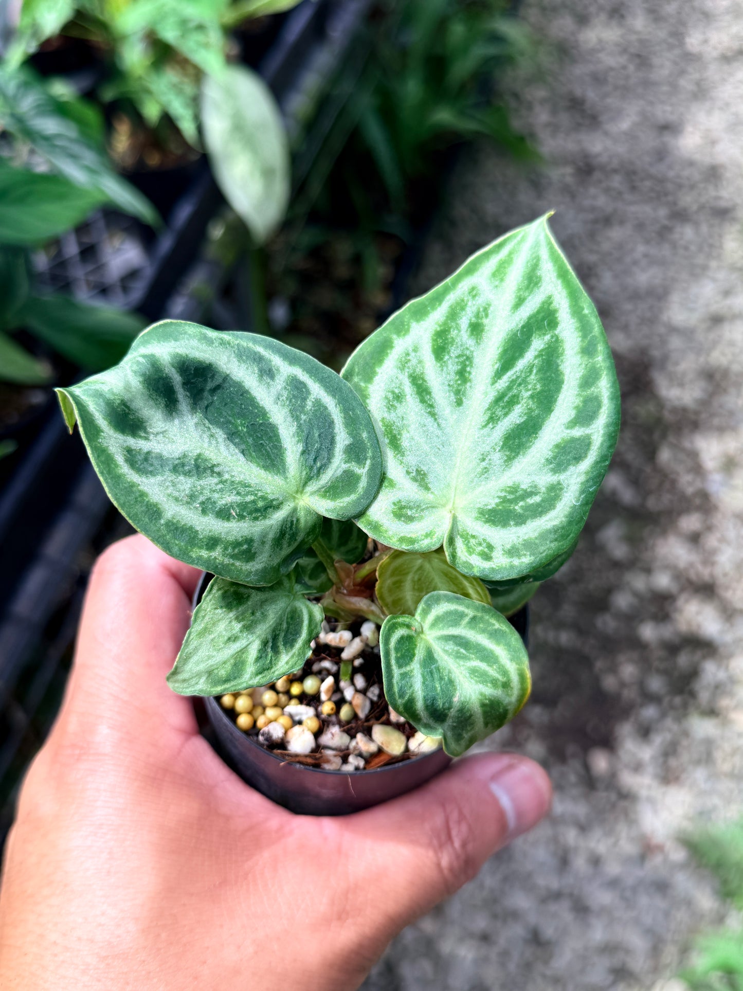 Anthurium crystallinum 'Dorayaki Miniature' Q75