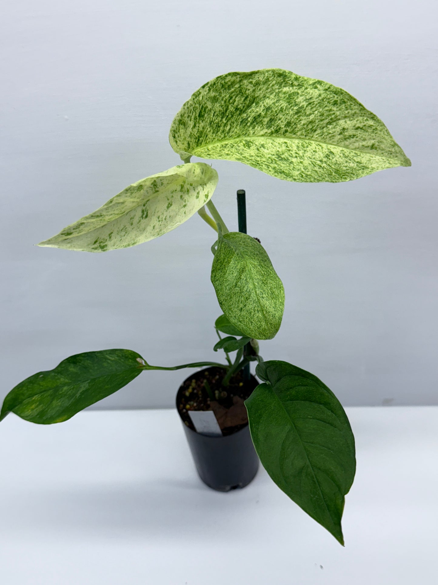 Epipremnum pinnatum 'Mint' Variegata Q39