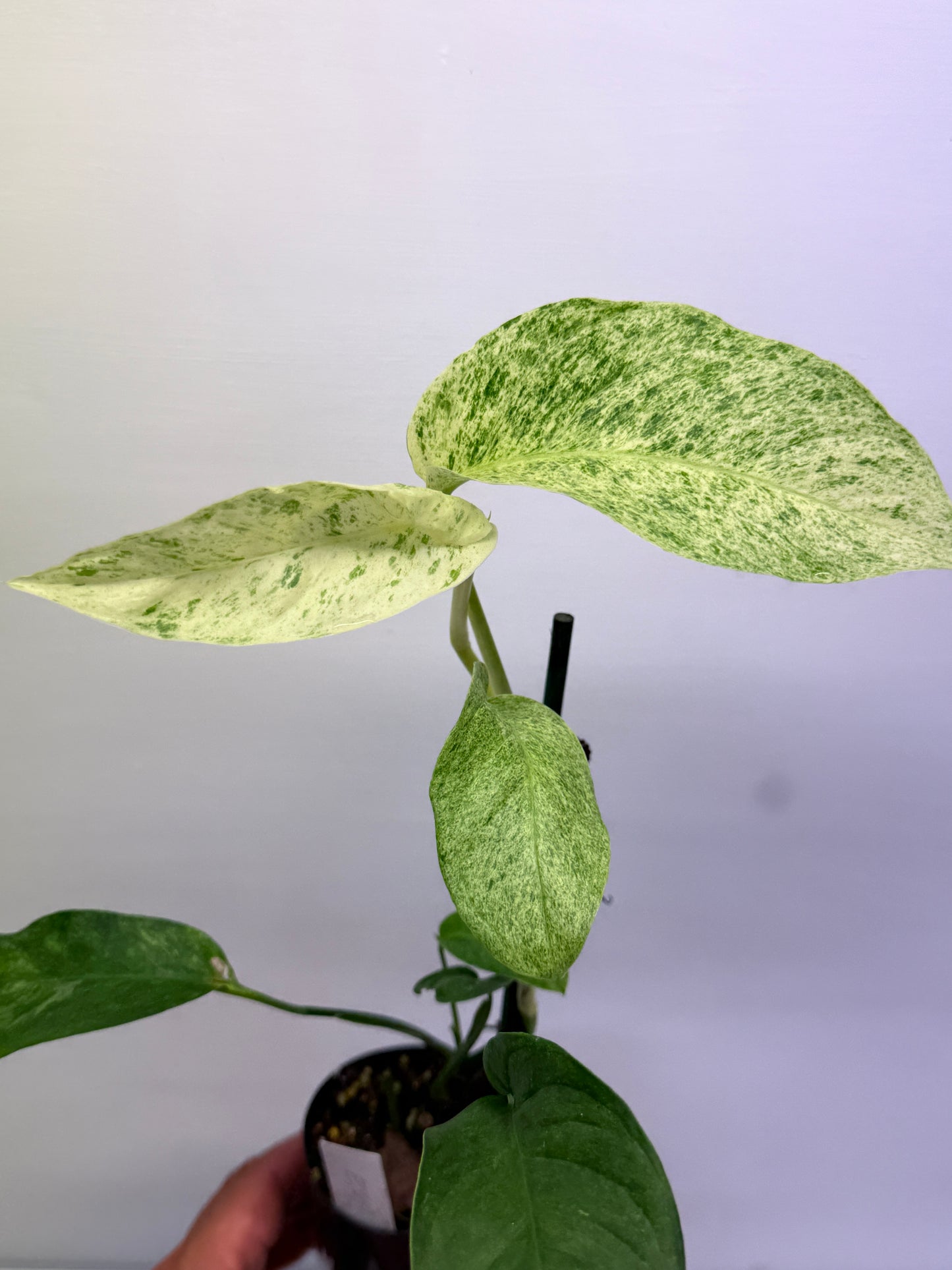 Epipremnum pinnatum 'Mint' Variegata Q39