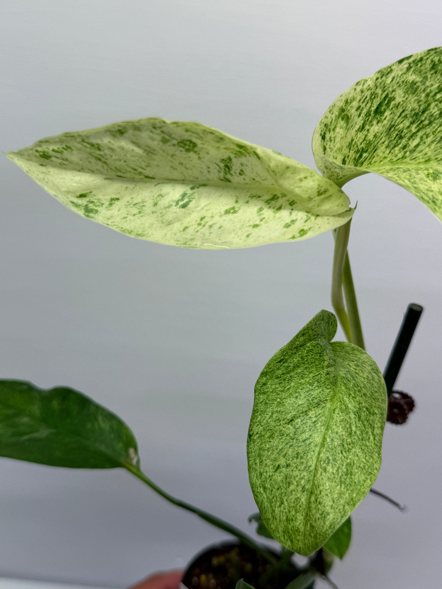 Epipremnum pinnatum 'Mint' Variegata Q39