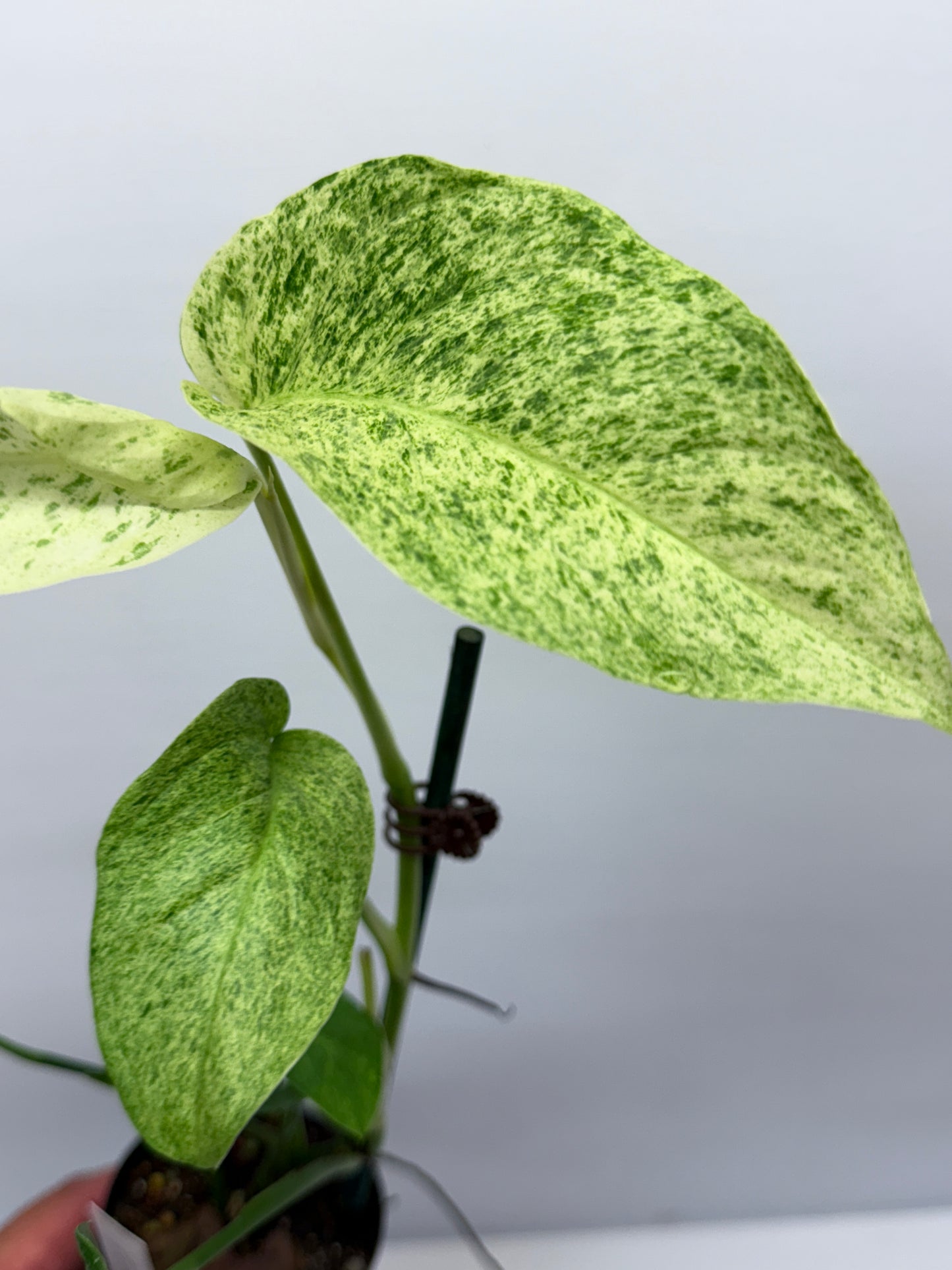 Epipremnum pinnatum 'Mint' Variegata Q39