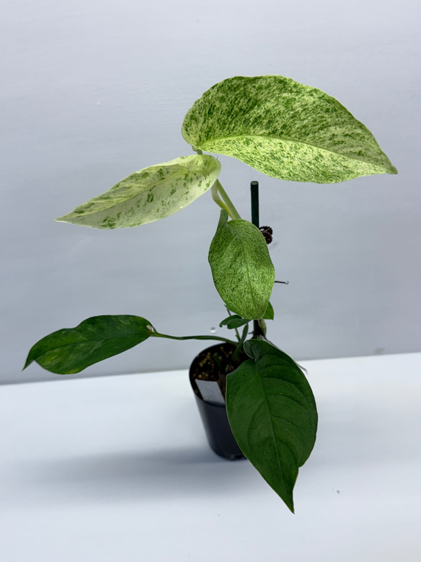 Epipremnum pinnatum 'Mint' Variegata Q39