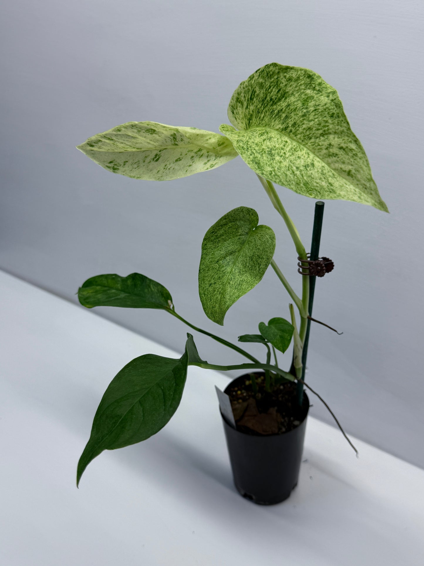 Epipremnum pinnatum 'Mint' Variegata Q39