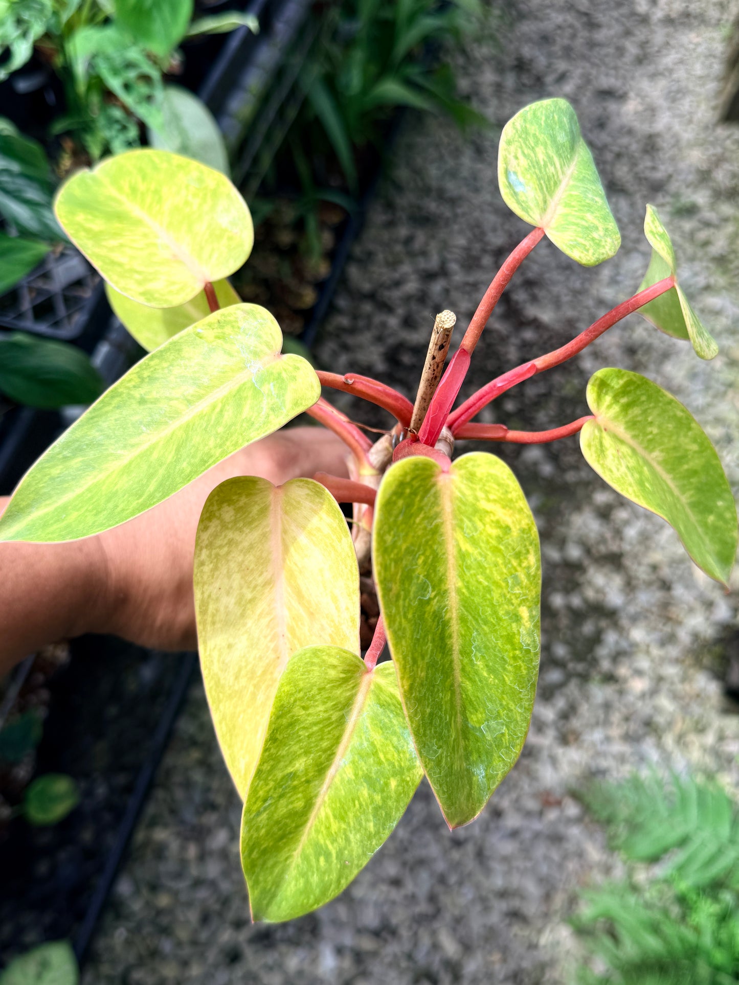 Philodendron 'Painted Lady' F69