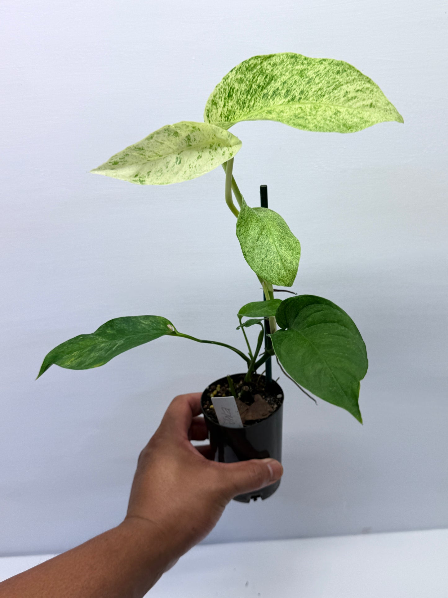 Epipremnum pinnatum 'Mint' Variegata Q39
